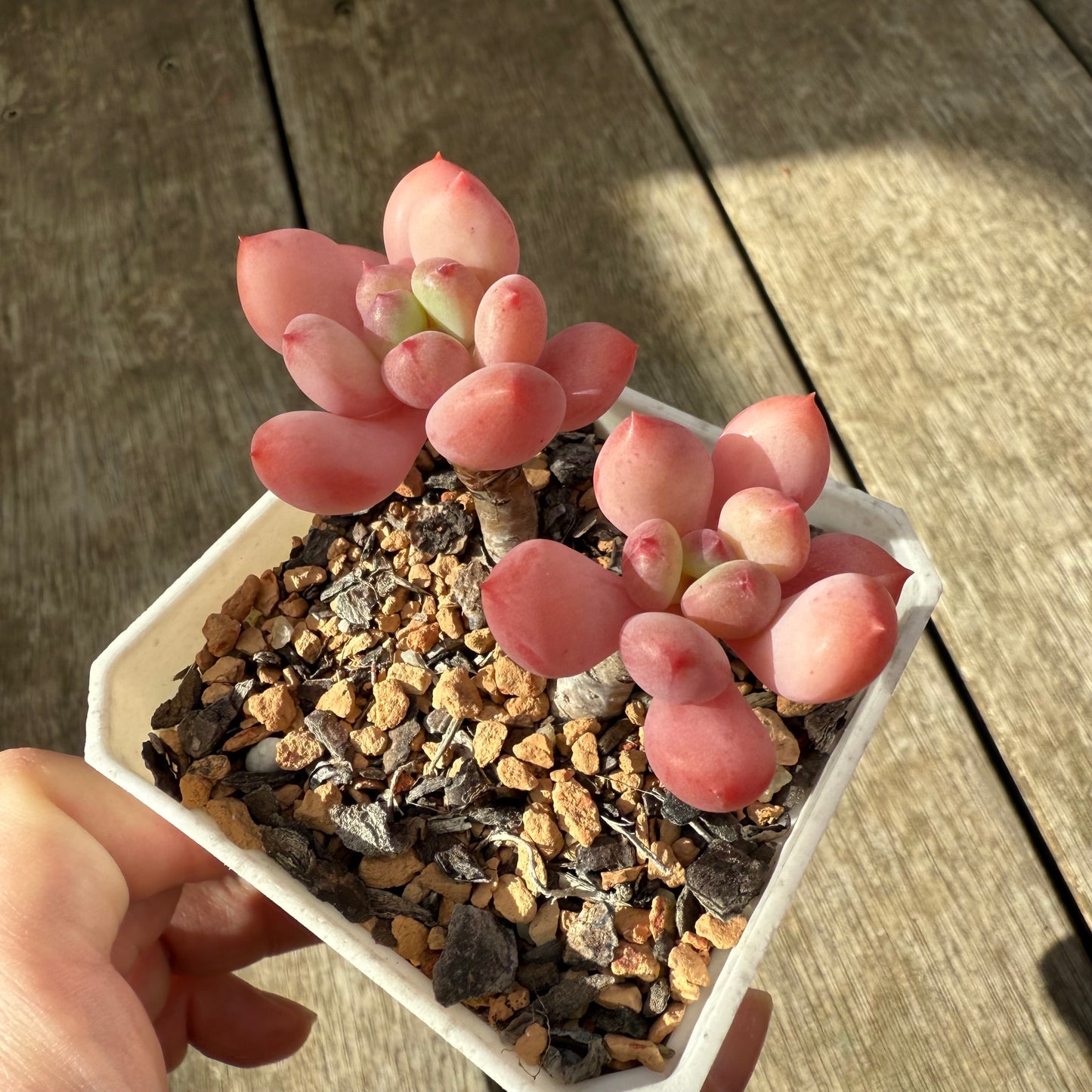 2907 Pachyphytum 'Watermelon Squash'