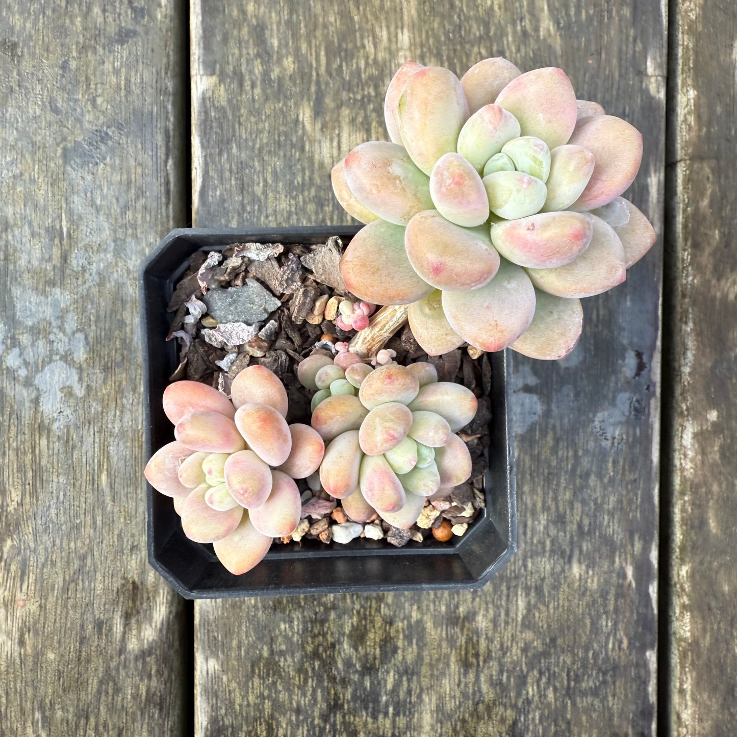 2907 Pachyveria 'Elaine Reinelt'