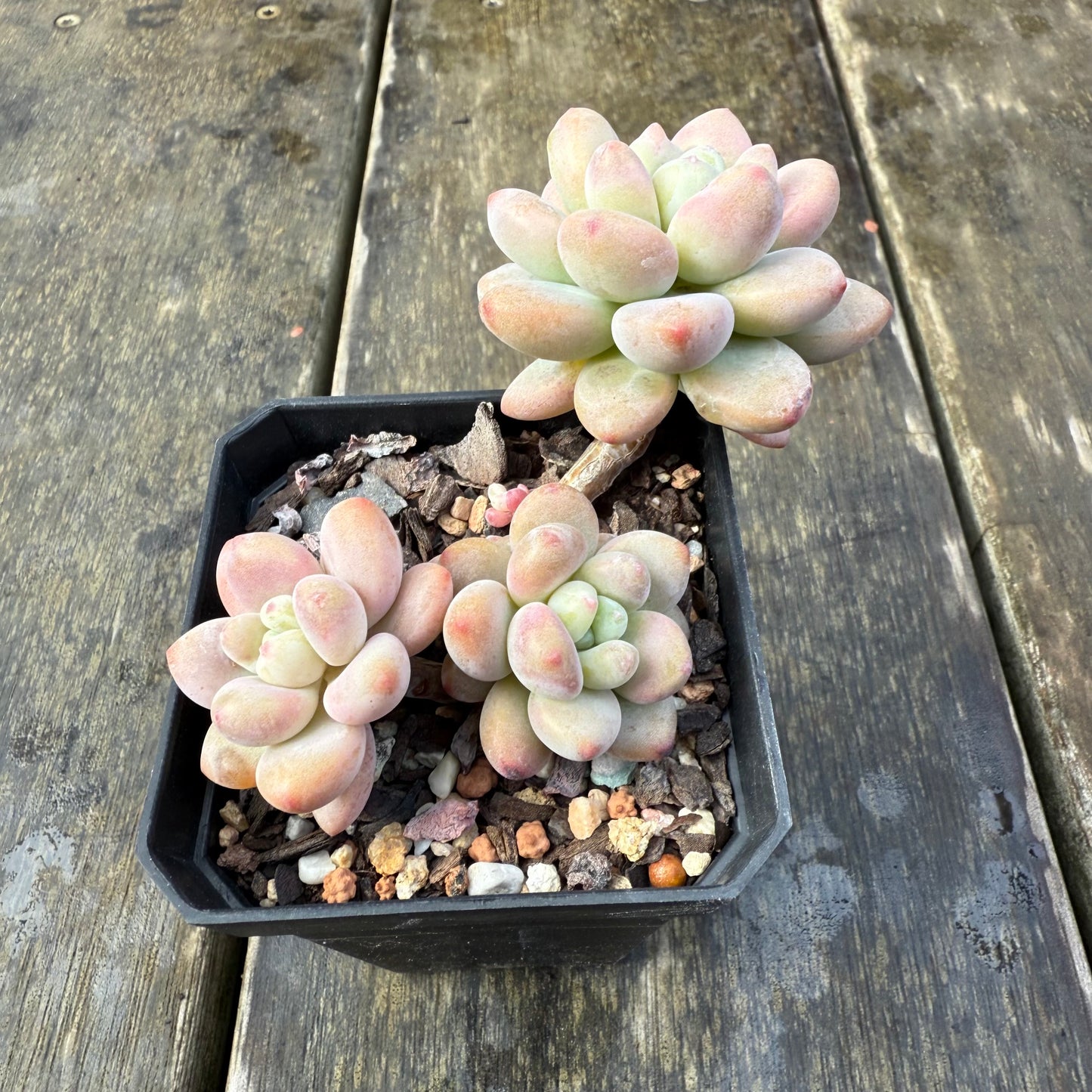 2907 Pachyveria 'Elaine Reinelt'
