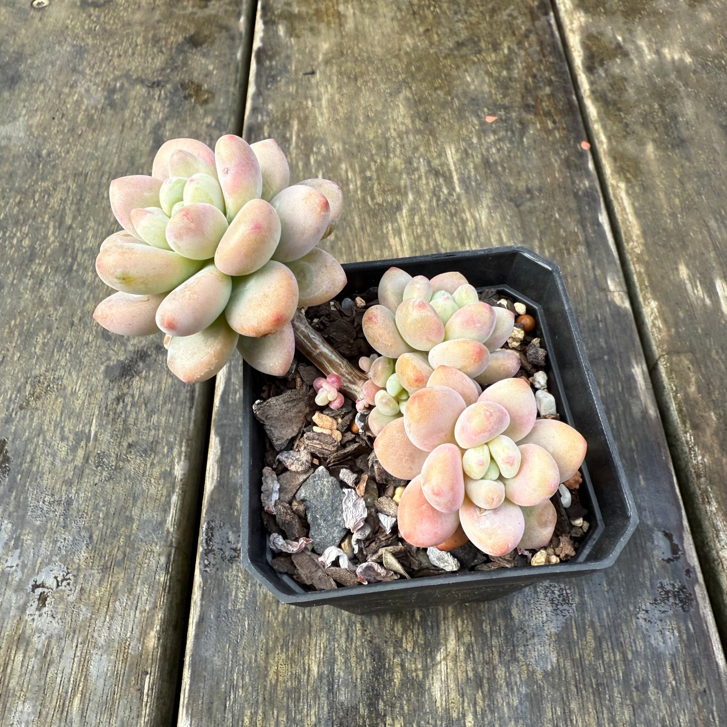 2907 Pachyveria 'Elaine Reinelt'