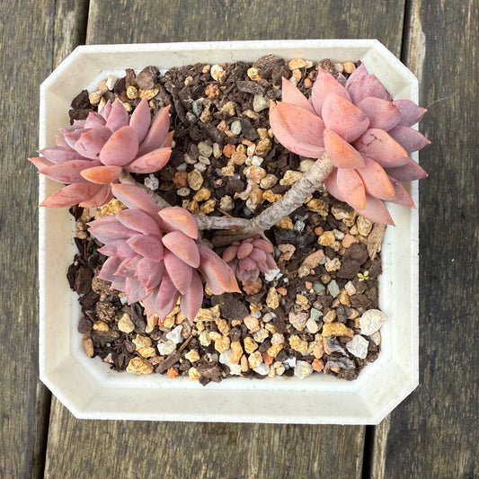 2907 Sedeveria Purple Drop aka Victor