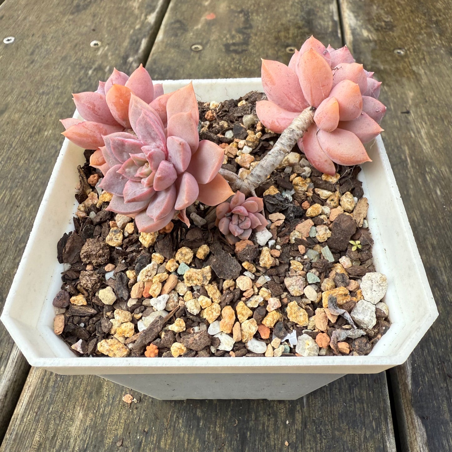 2907 Sedeveria Purple Drop aka Victor