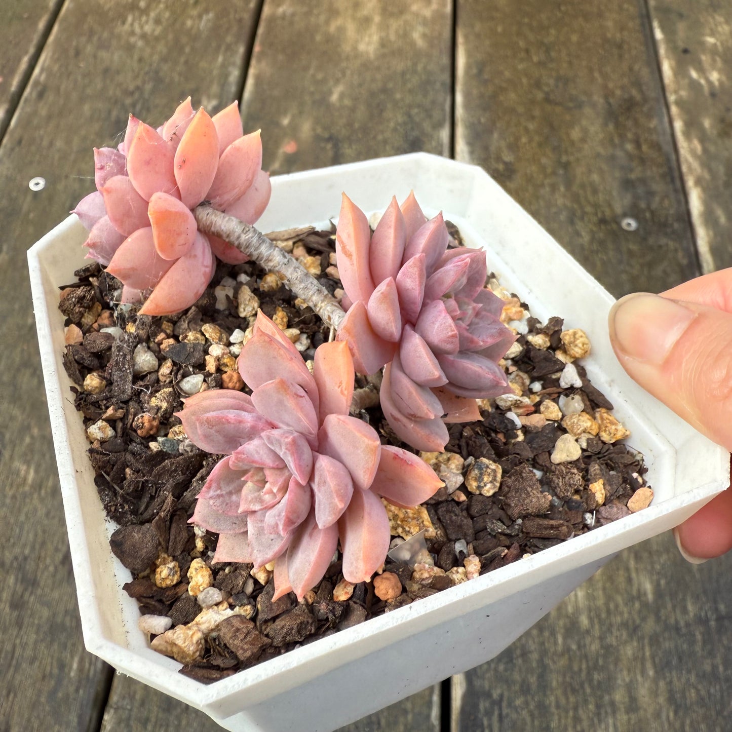 2907 Sedeveria Purple Drop aka Victor