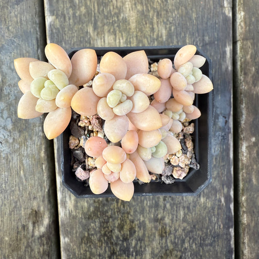 2907 Sedum Clavatum R. T. Clausen x Lavender Pebbles