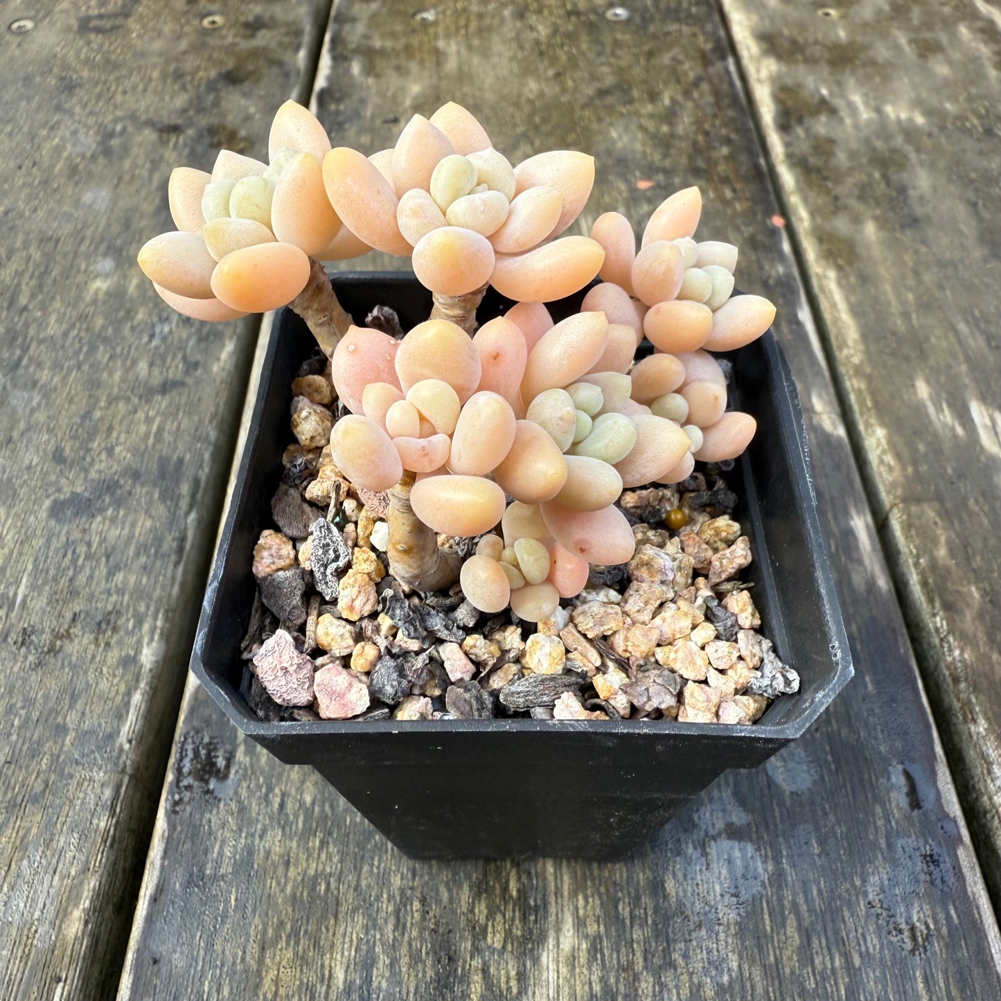 2907 Sedum Clavatum R. T. Clausen x Lavender Pebbles