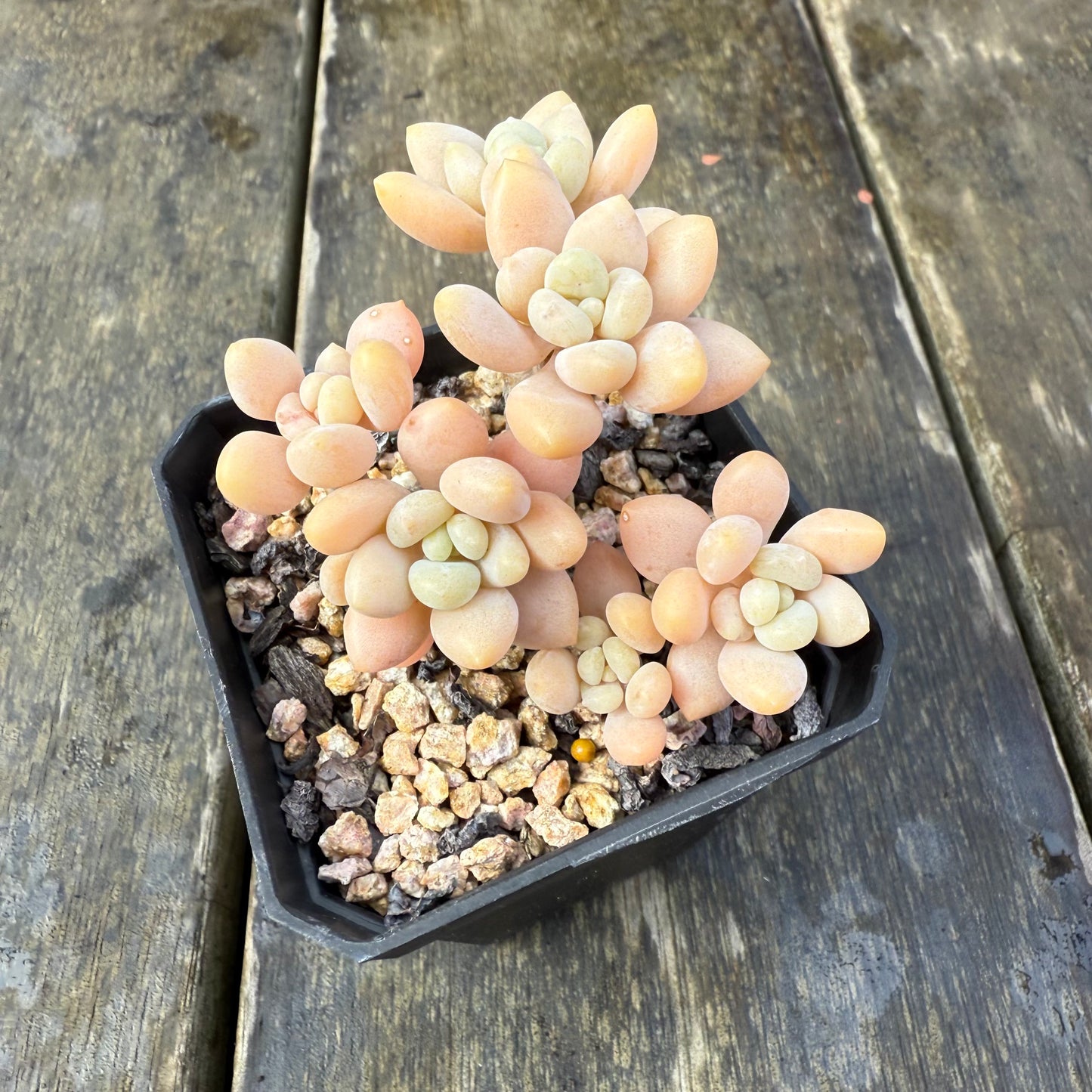 2907 Sedum Clavatum R. T. Clausen x Lavender Pebbles