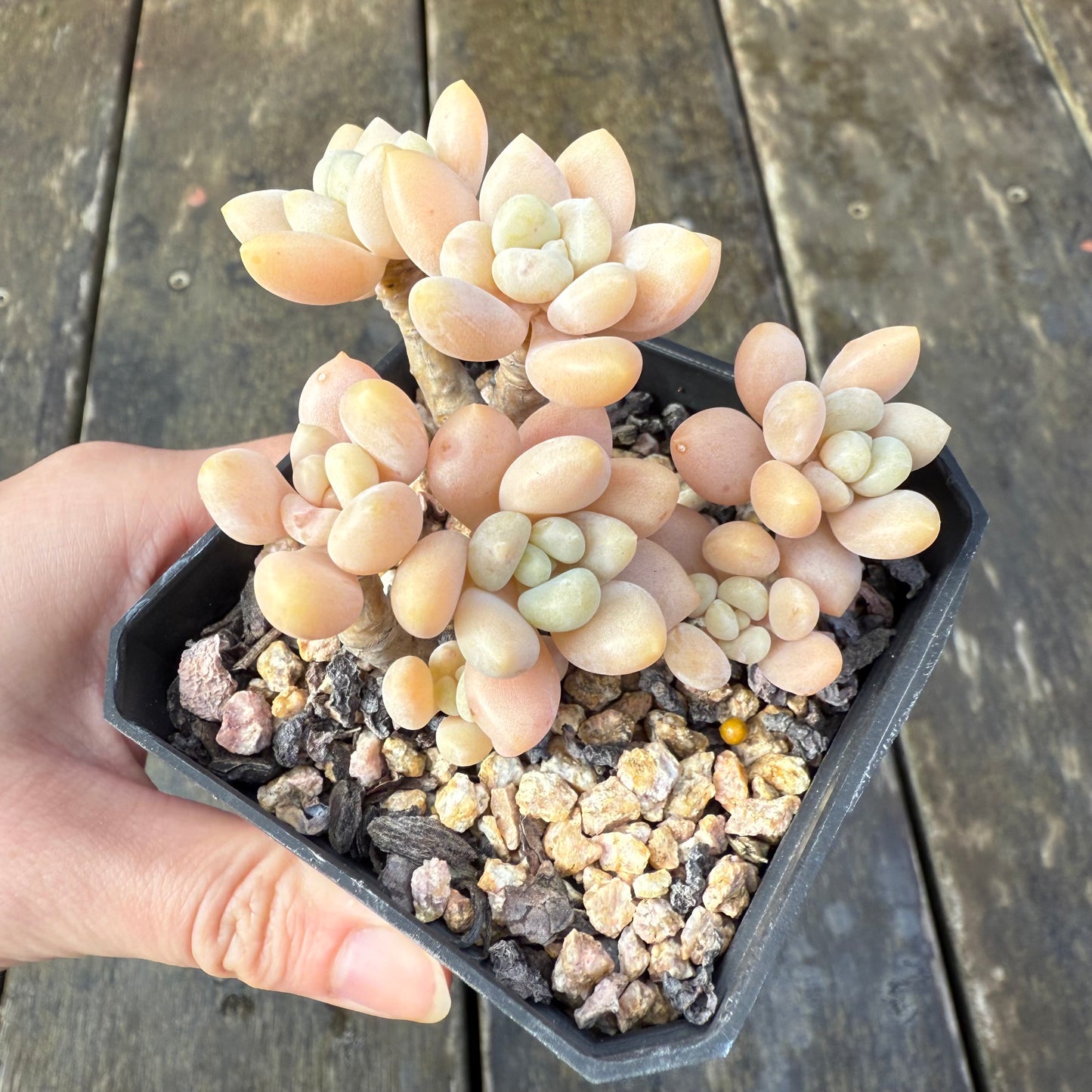 2907 Sedum Clavatum R. T. Clausen x Lavender Pebbles