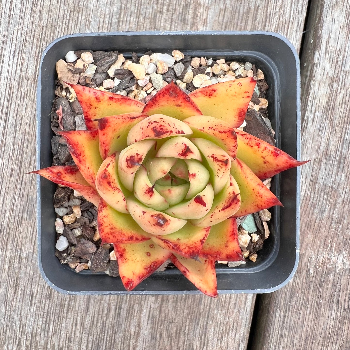 2910 Echeveria Agavoides 'Flame'