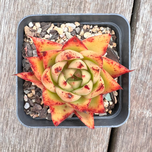 2910 Echeveria Agavoides 'Flame'