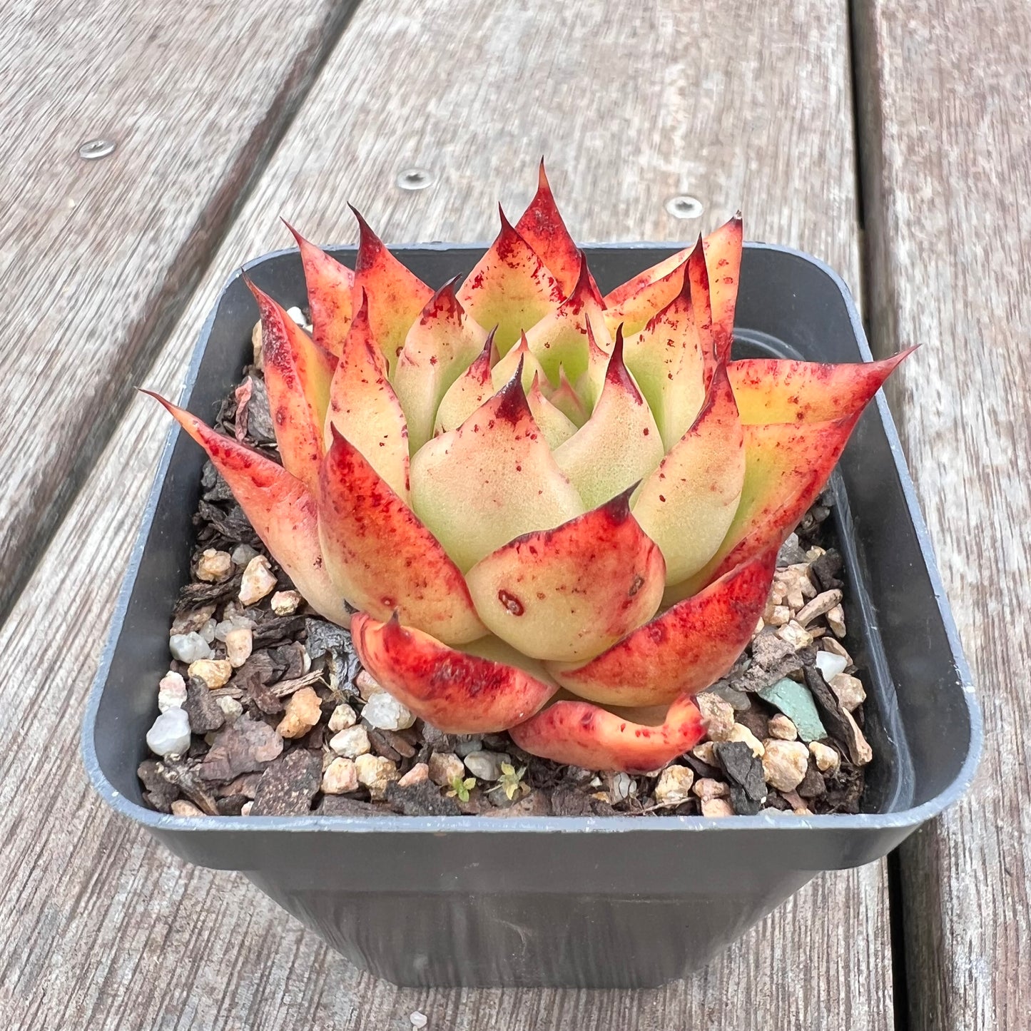 2910 Echeveria Agavoides 'Flame'