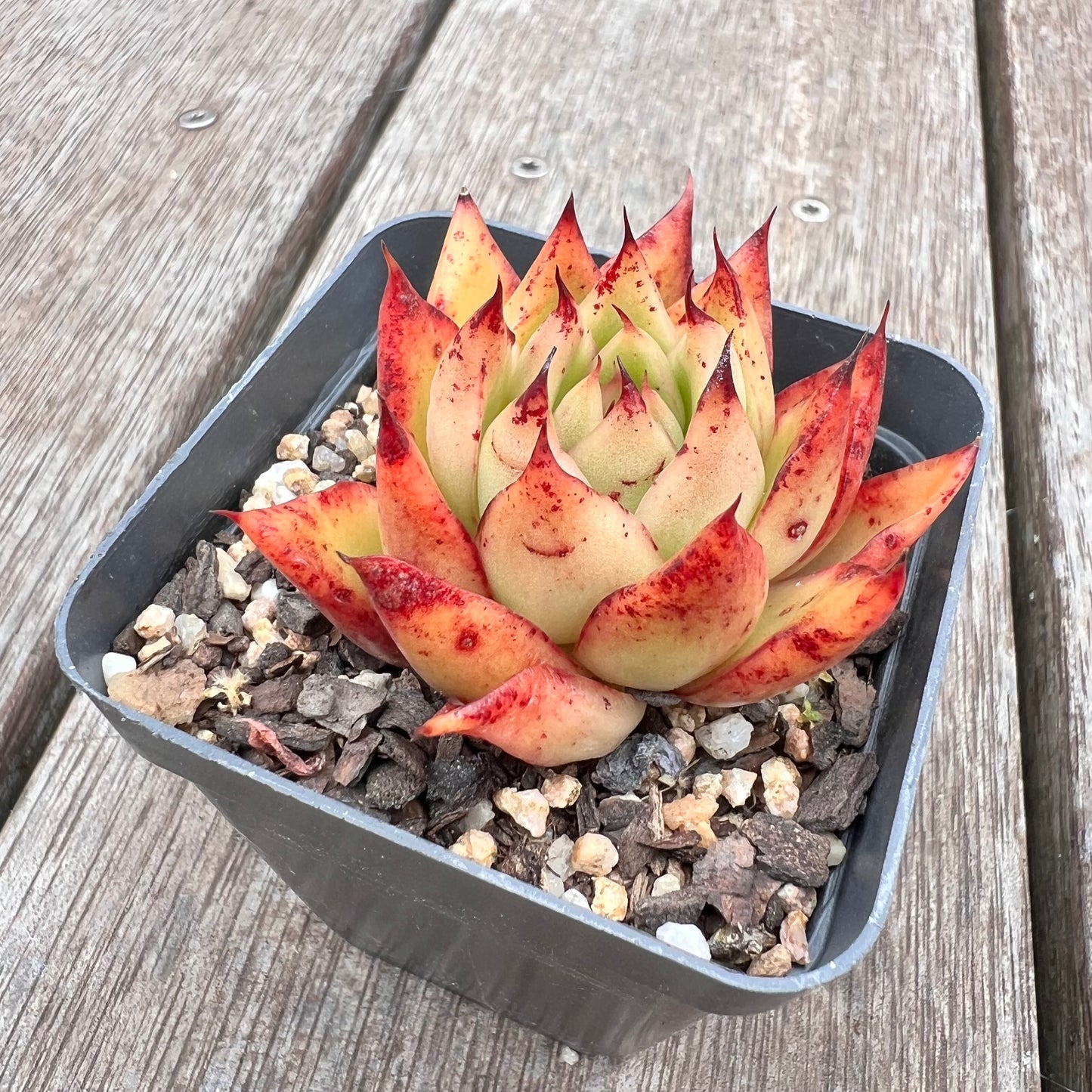 2910 Echeveria Agavoides 'Flame'