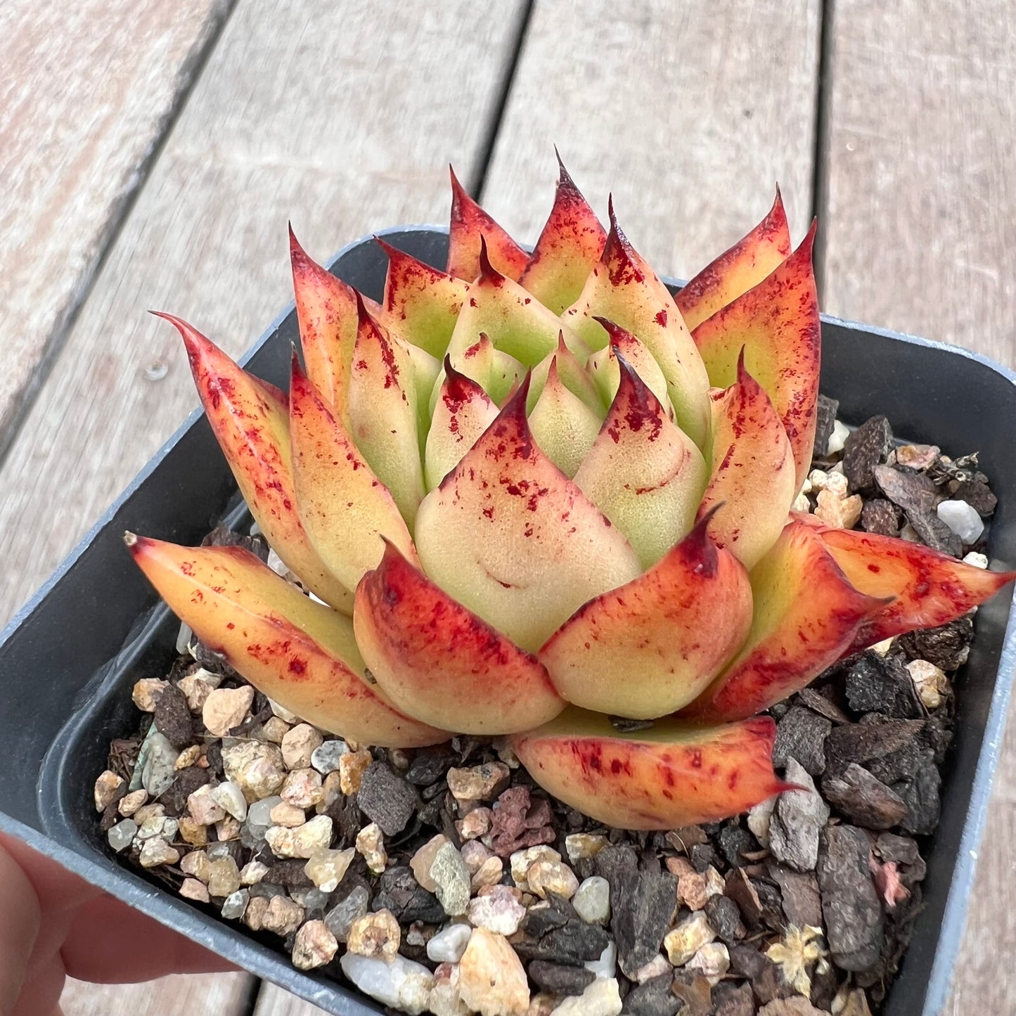 2910 Echeveria Agavoides 'Flame'