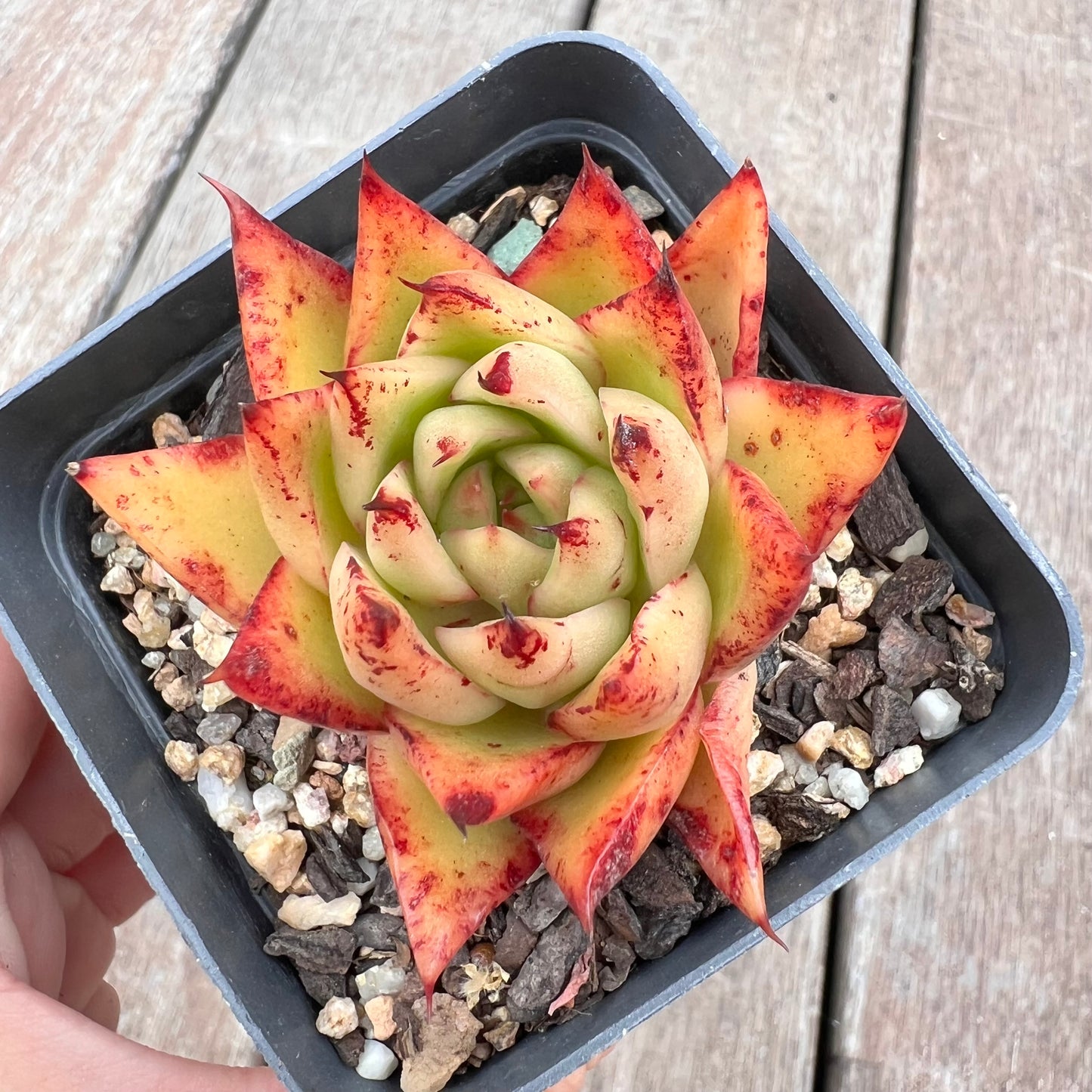2910 Echeveria Agavoides 'Flame'