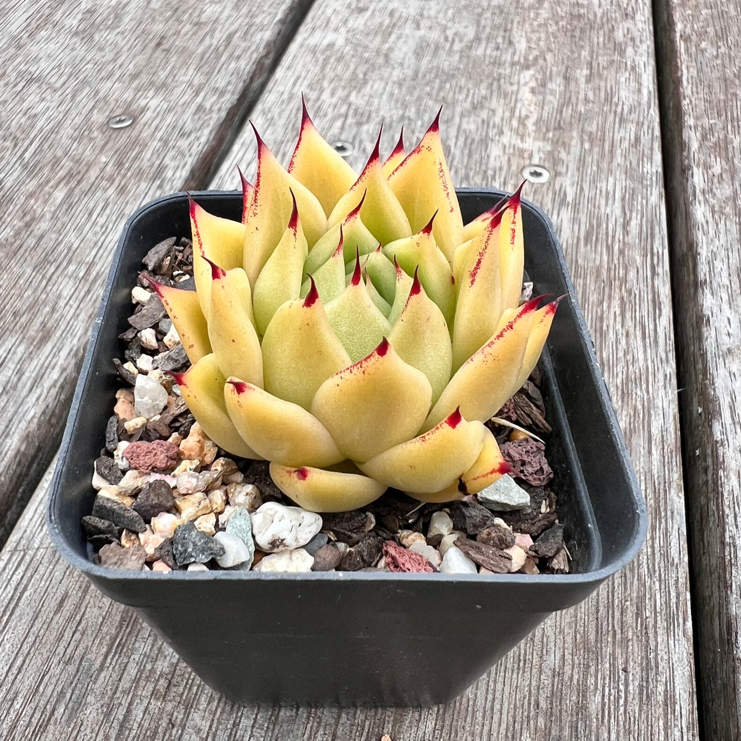 2910 Echeveria Agavoides 'Lime'