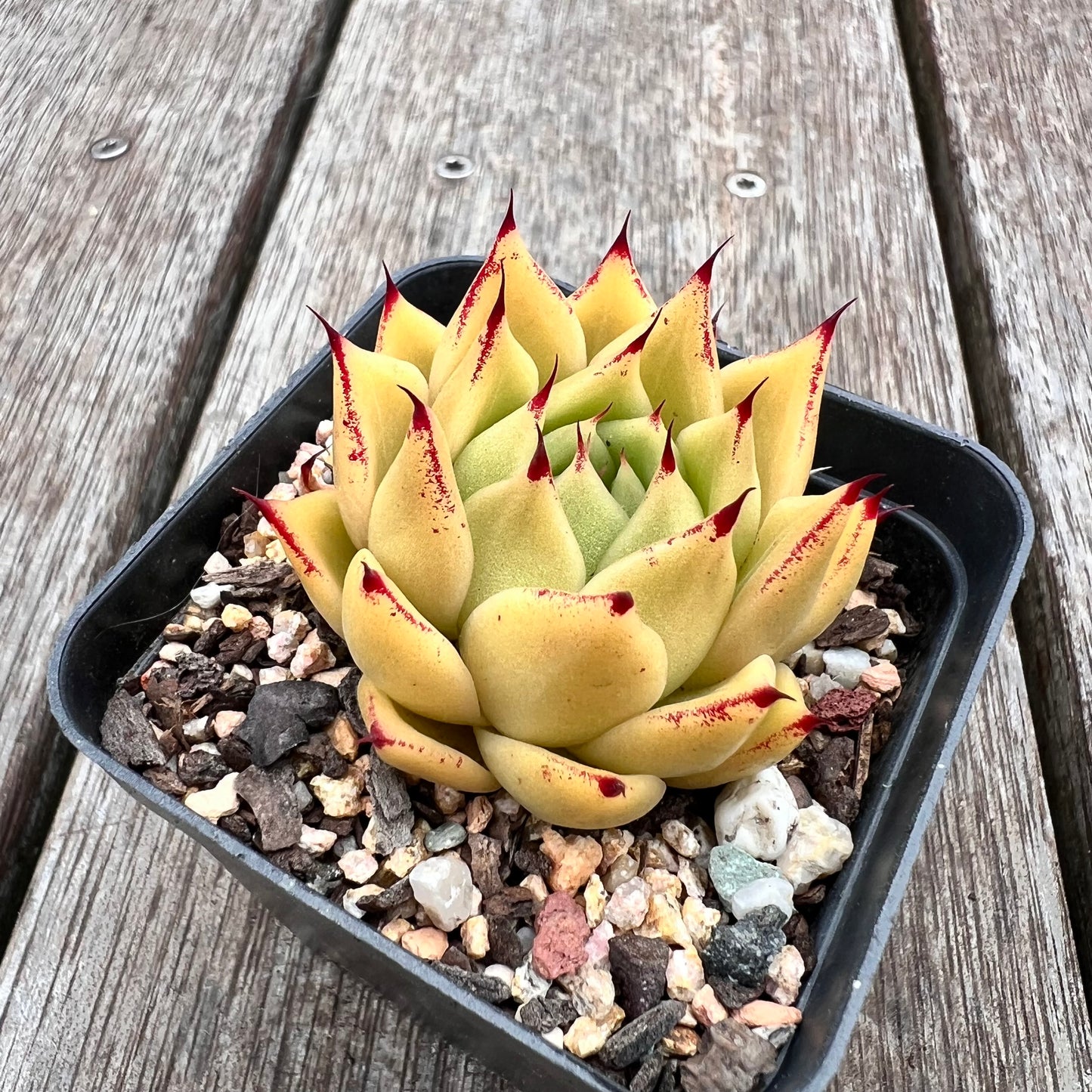2910 Echeveria Agavoides 'Lime'
