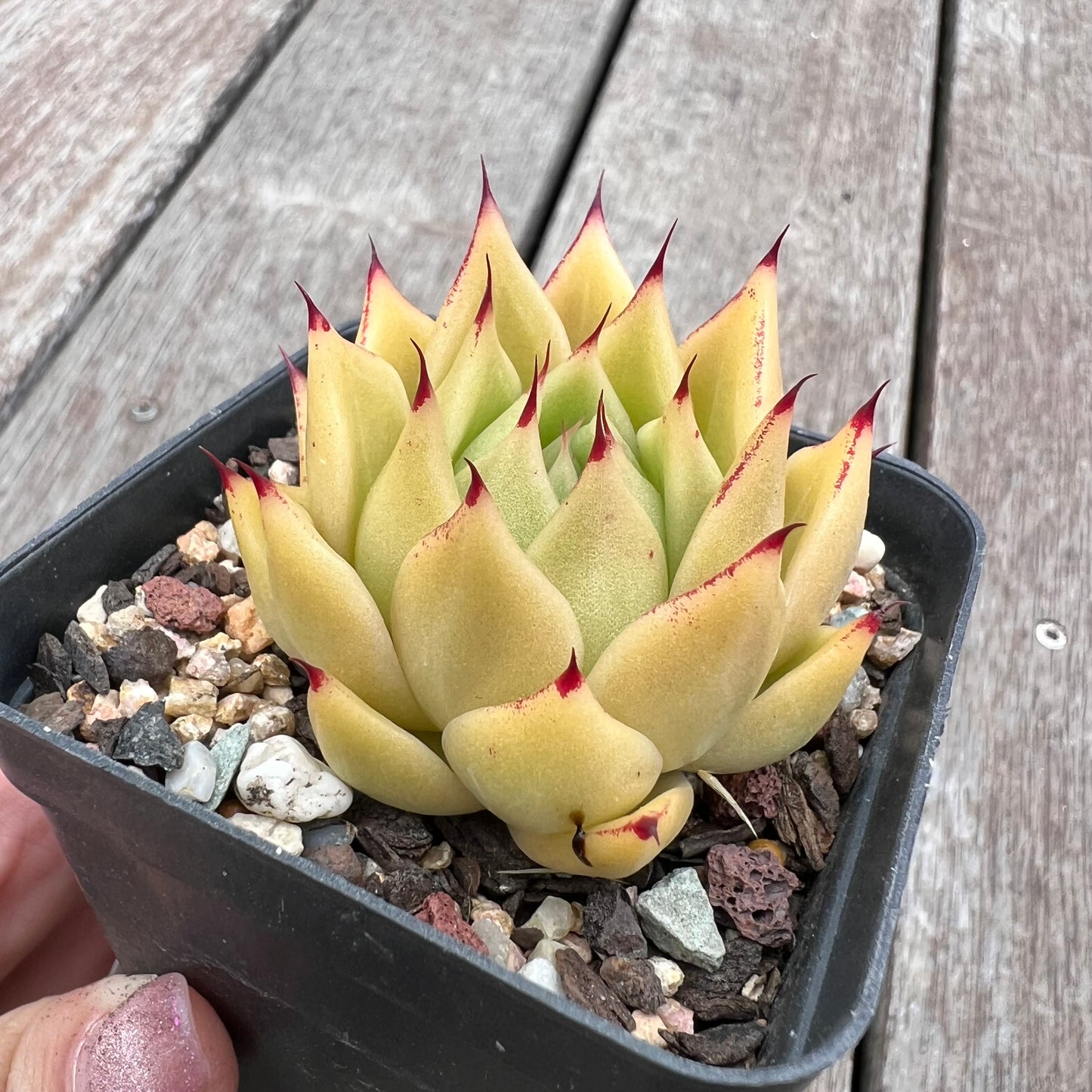 2910 Echeveria Agavoides 'Lime'