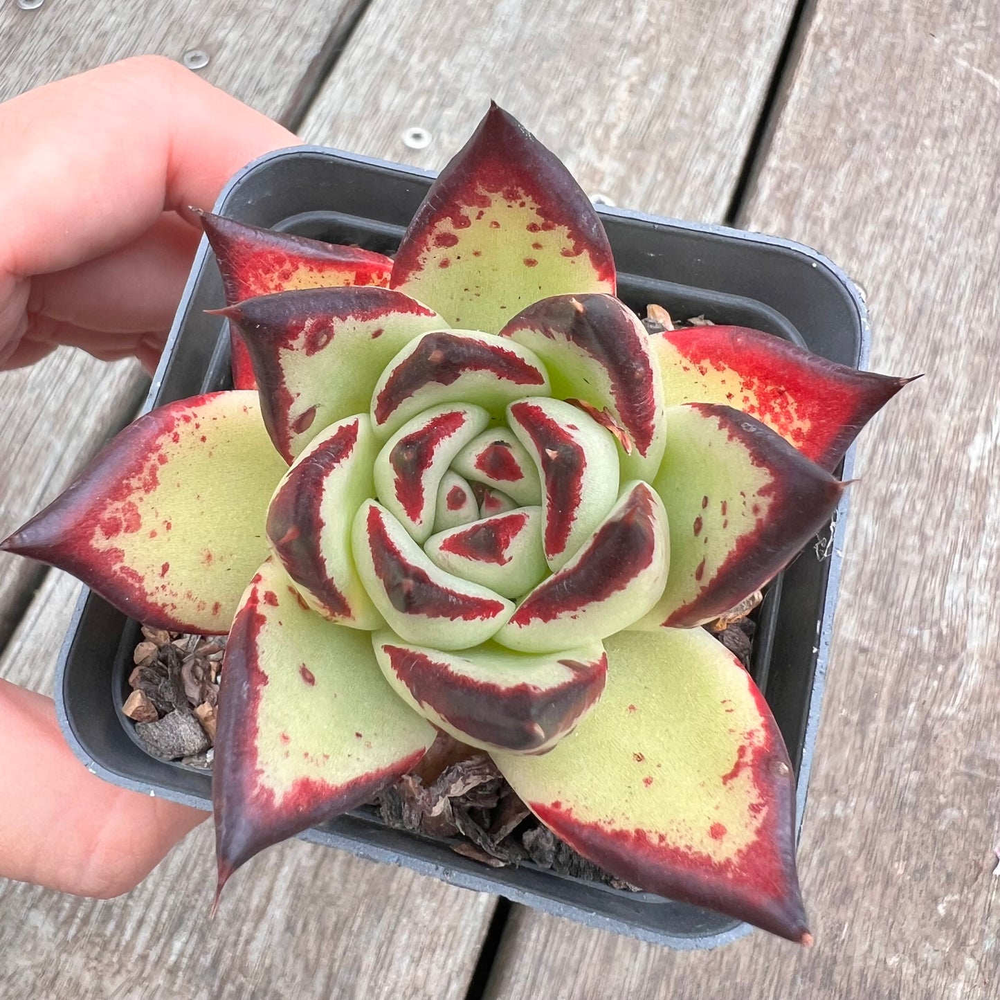 2910 Echeveria Ebony 'Black Ink'
