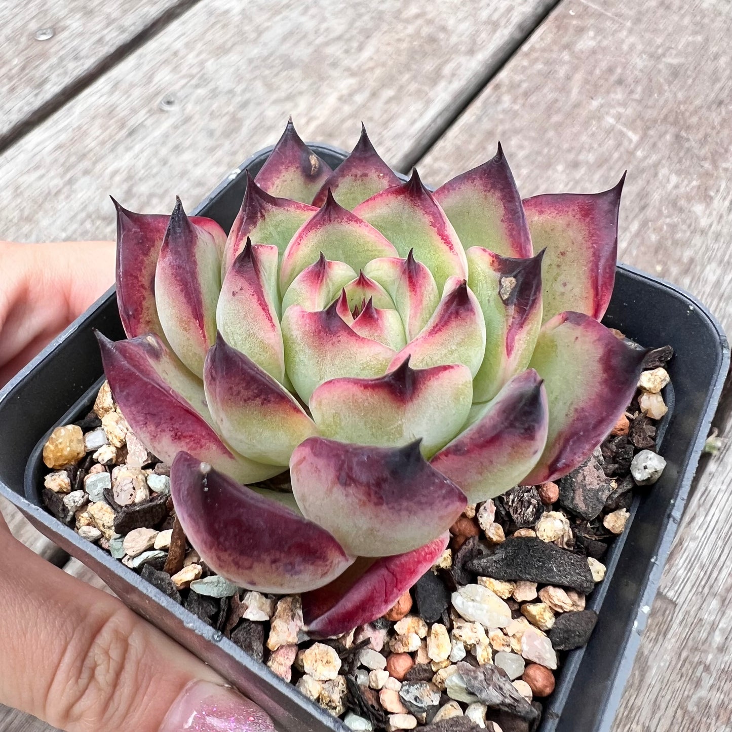 2910 Echeveria Fire Pillar