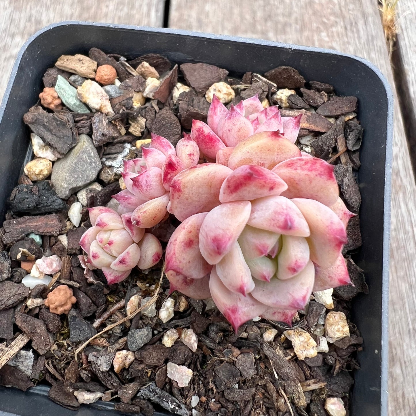 2910 Echeveria Frosty Bloom
