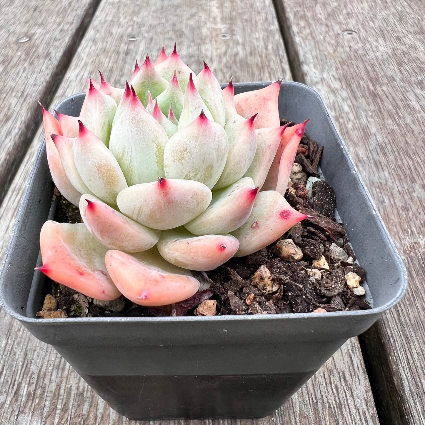 2910 Echeveria Home Alone