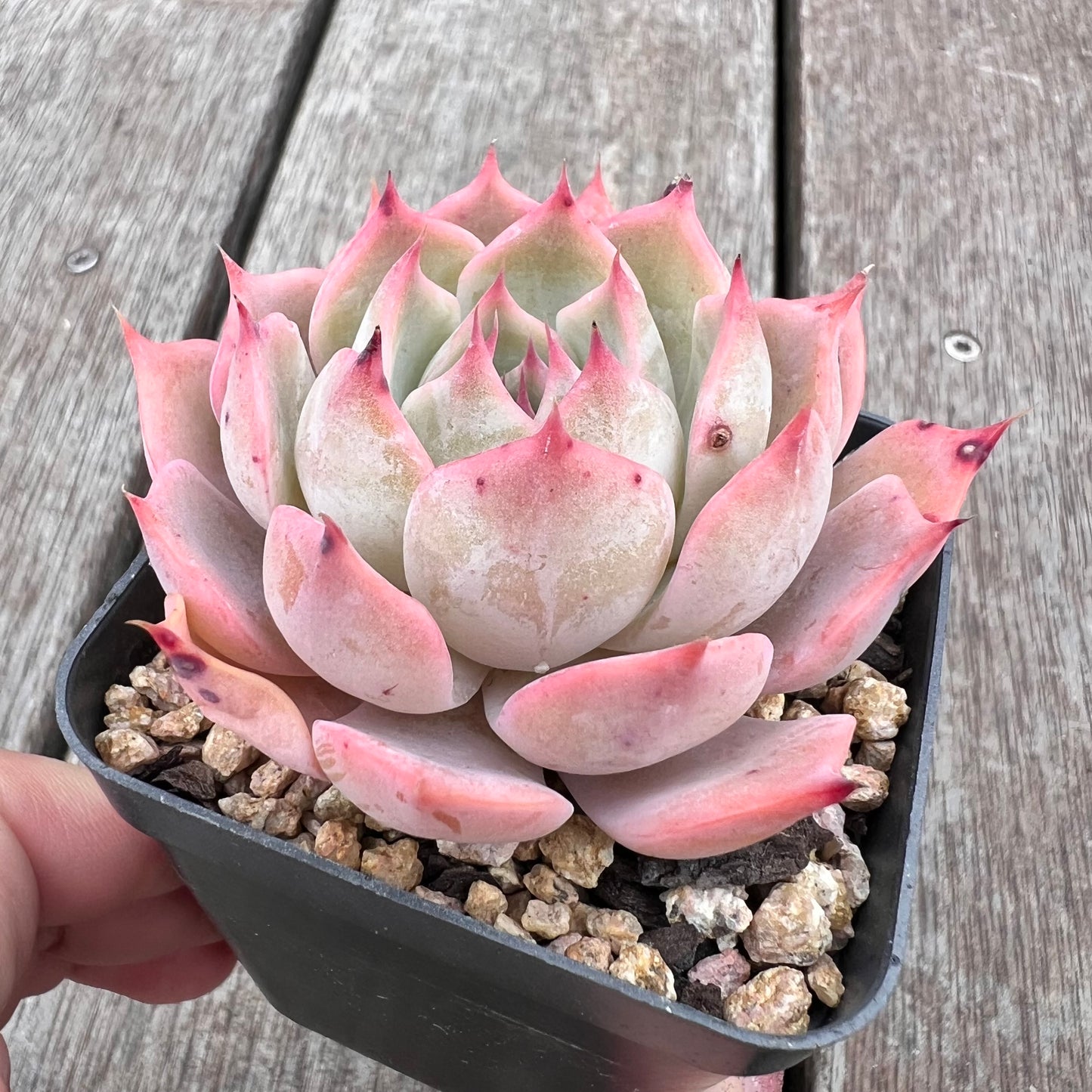 2910 Echeveria Laulensis x Tuxpan