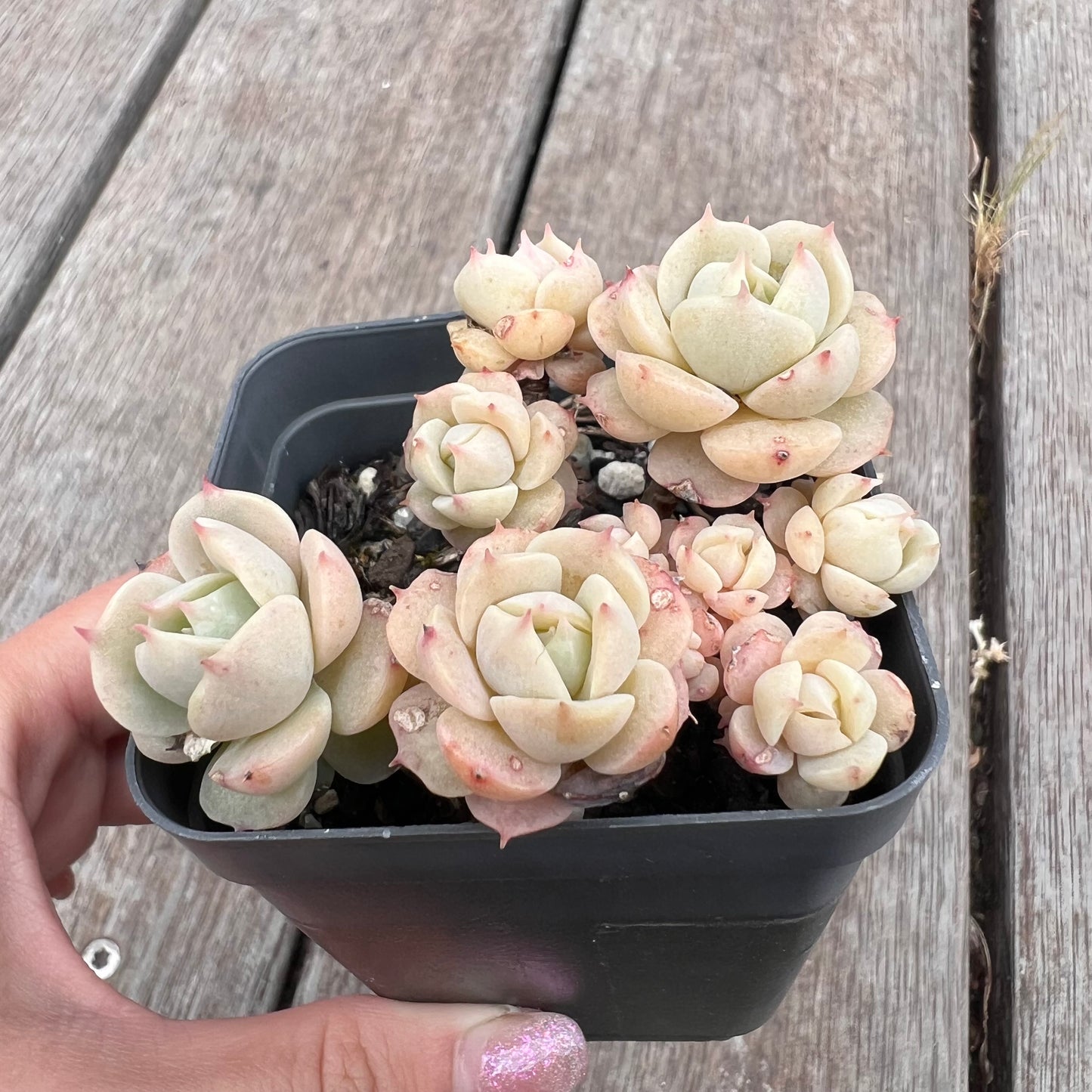 2910 Echeveria Lola (large clump)