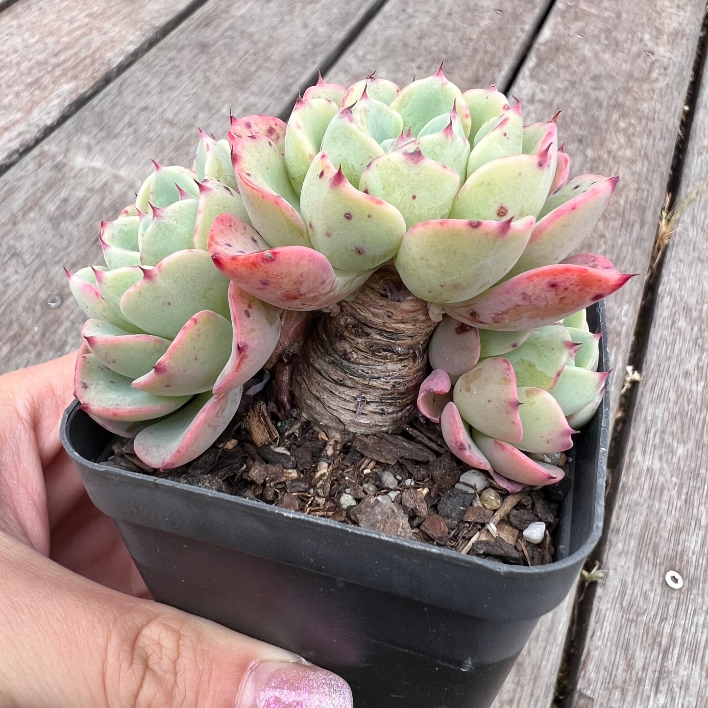 2910 Echeveria Luna Rose