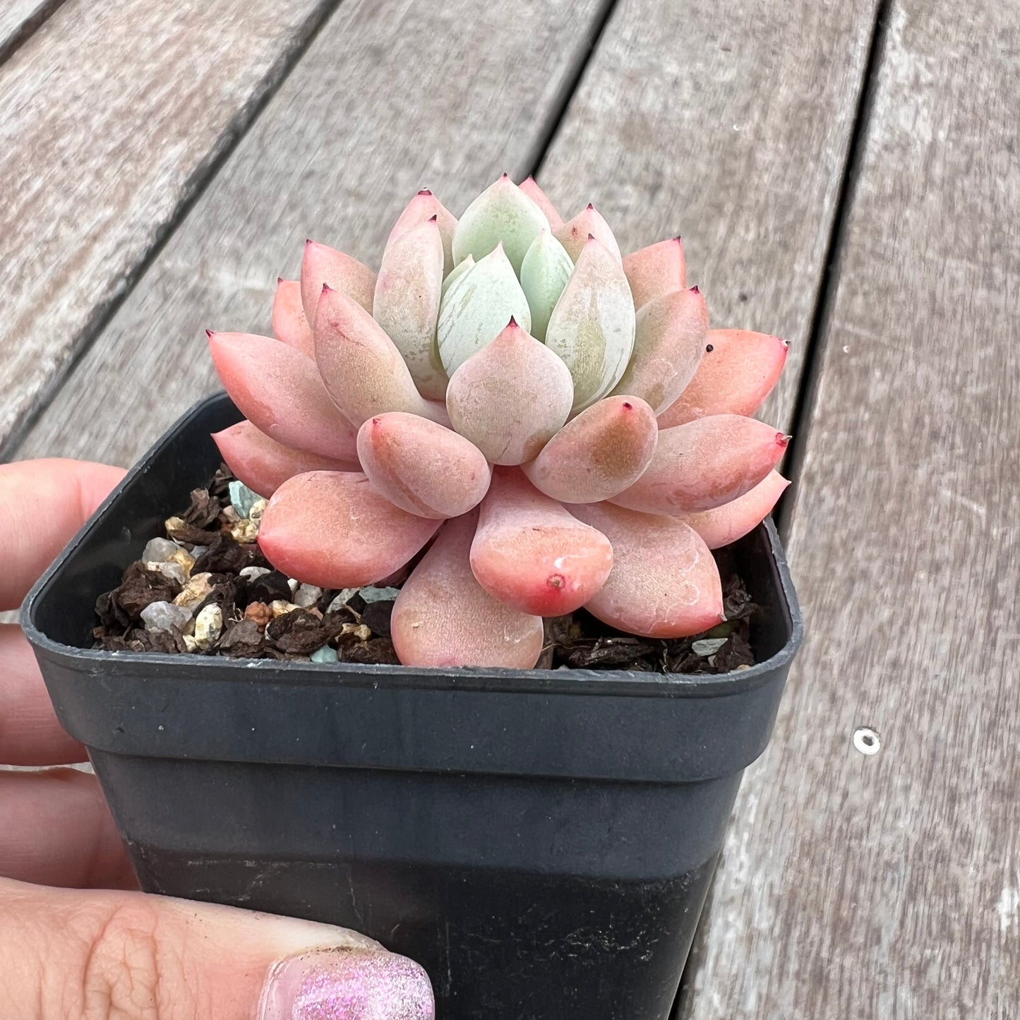 2910 Graptoveria Orange Sherbet