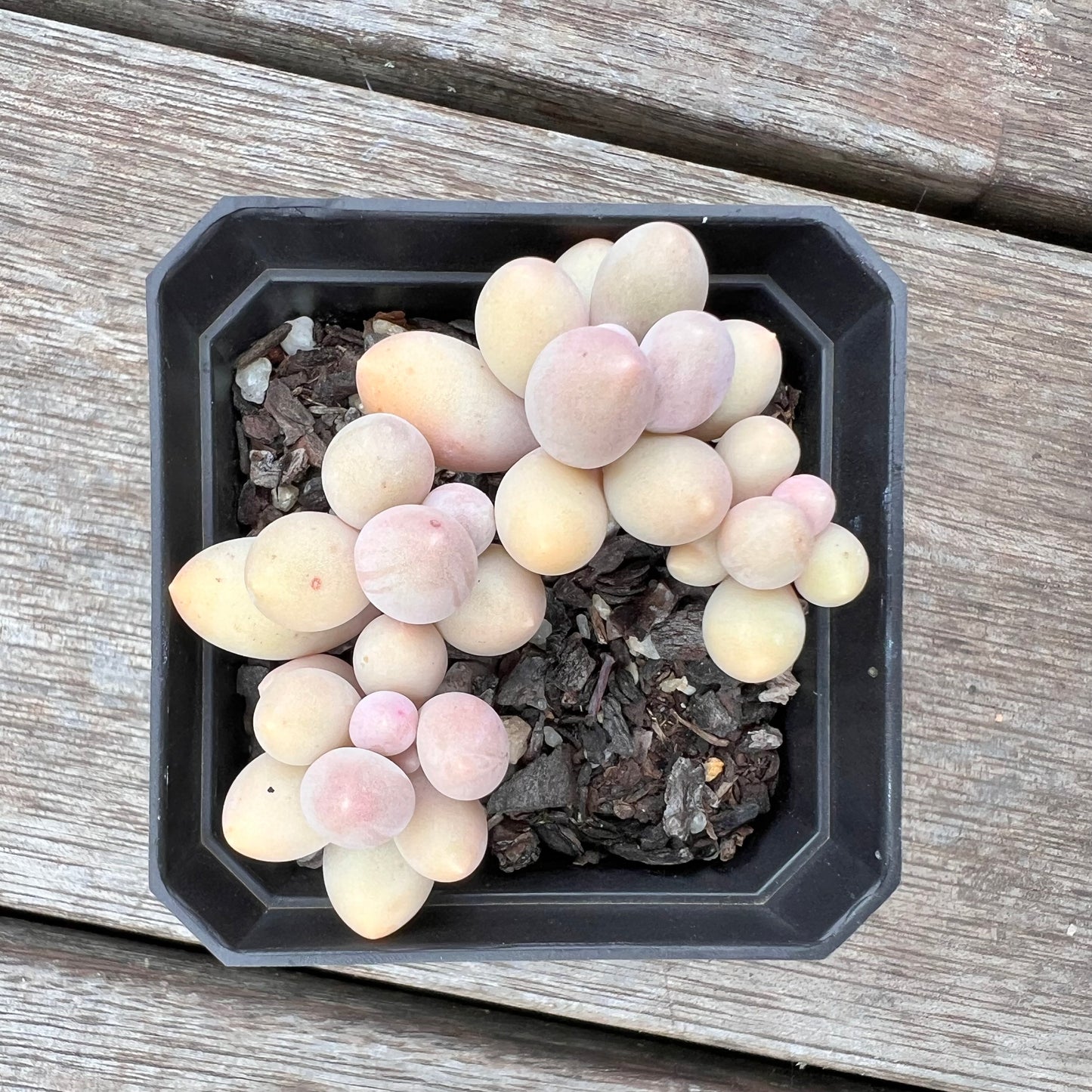 2910 Pachyphytum 'Egg Tart'