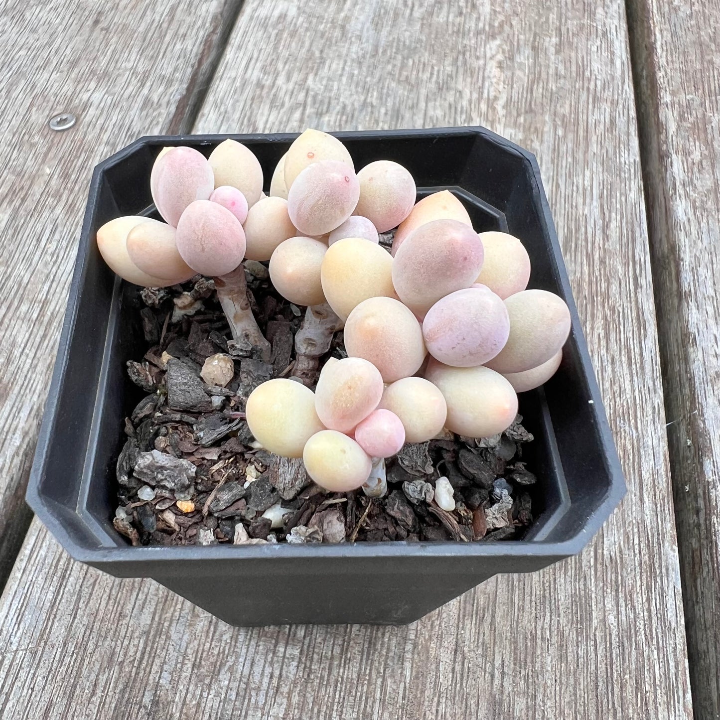 2910 Pachyphytum 'Egg Tart'
