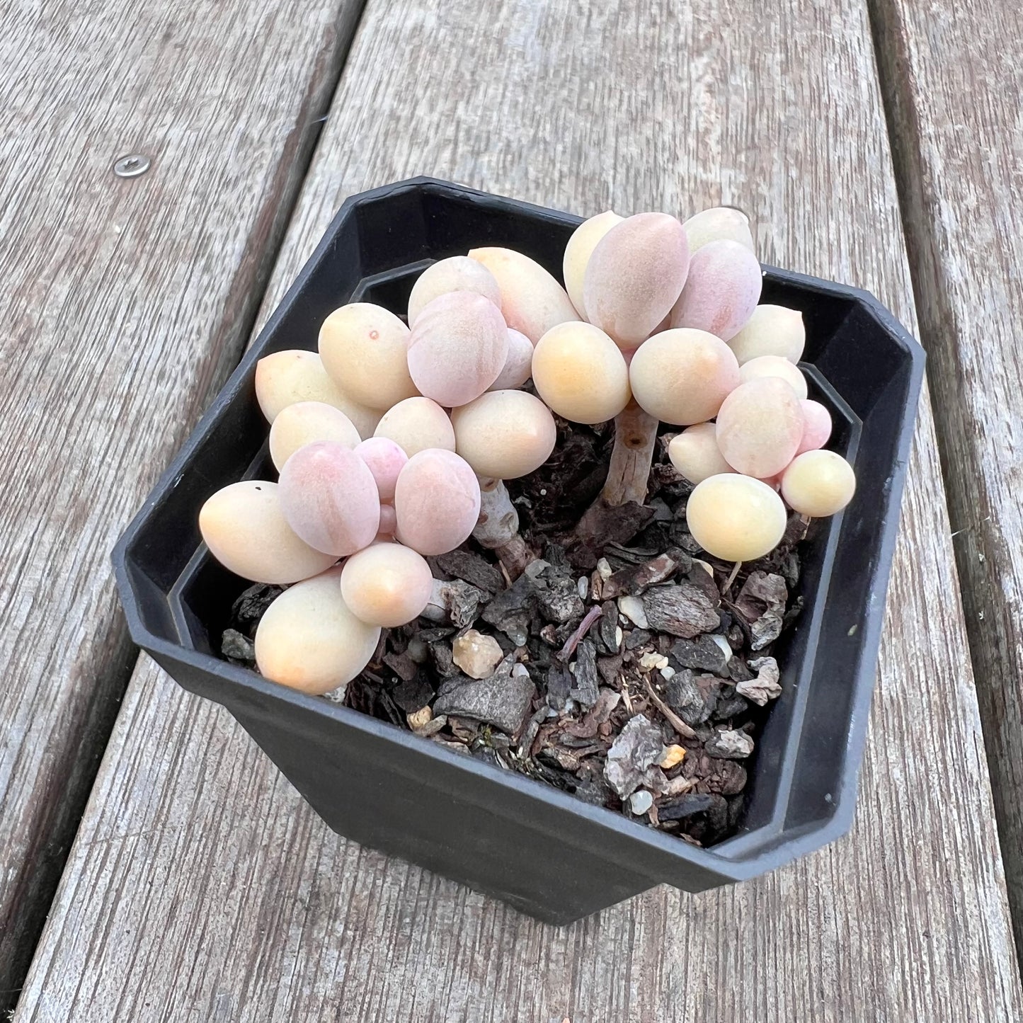 2910 Pachyphytum 'Egg Tart'