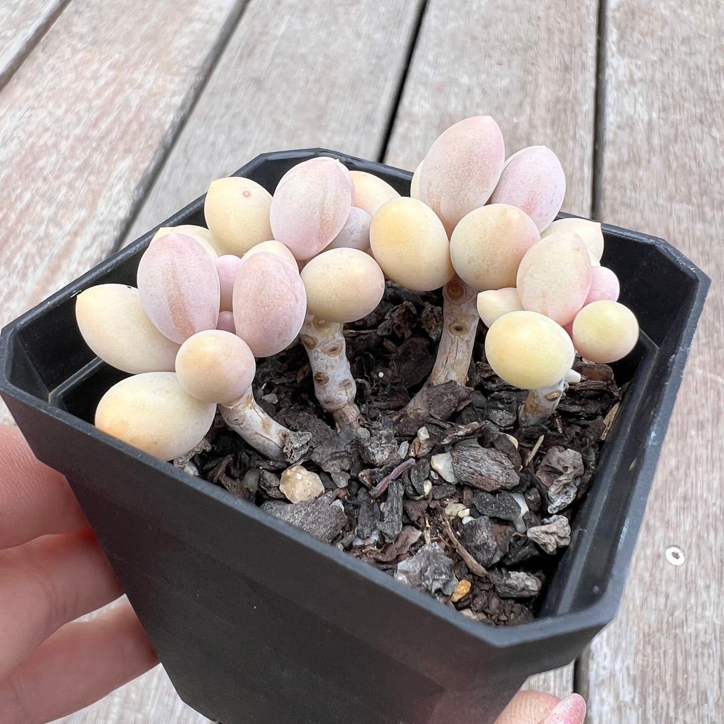 2910 Pachyphytum 'Egg Tart'