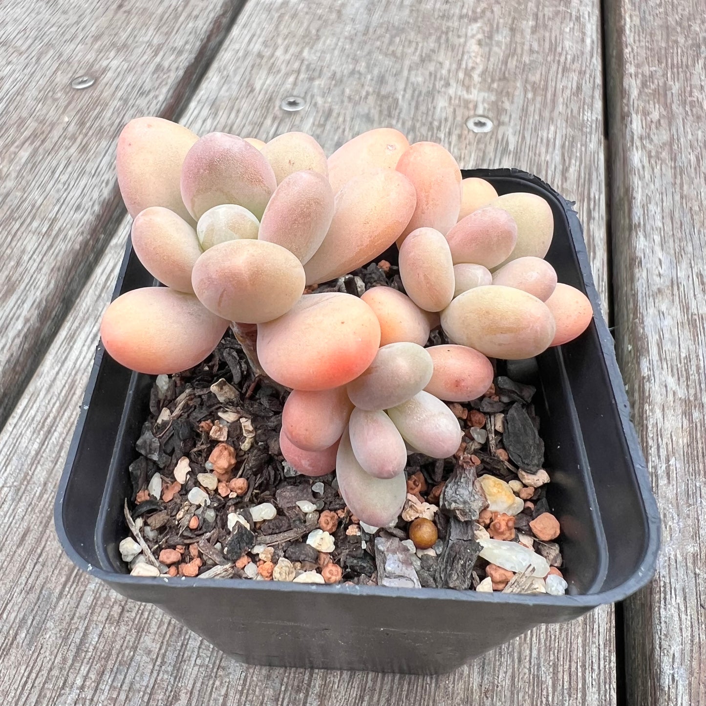 2910 Pachyphytum Garcie
