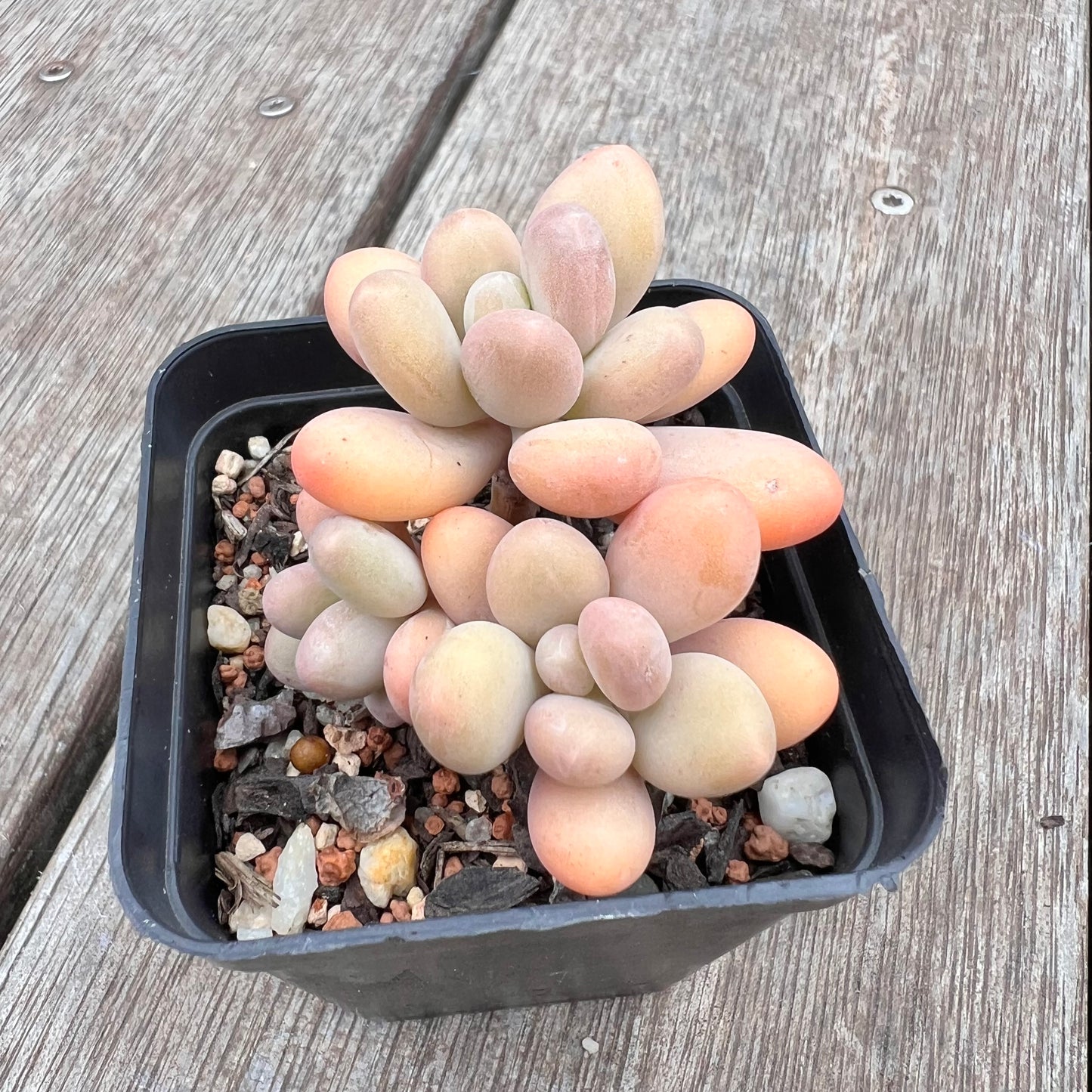2910 Pachyphytum Garcie
