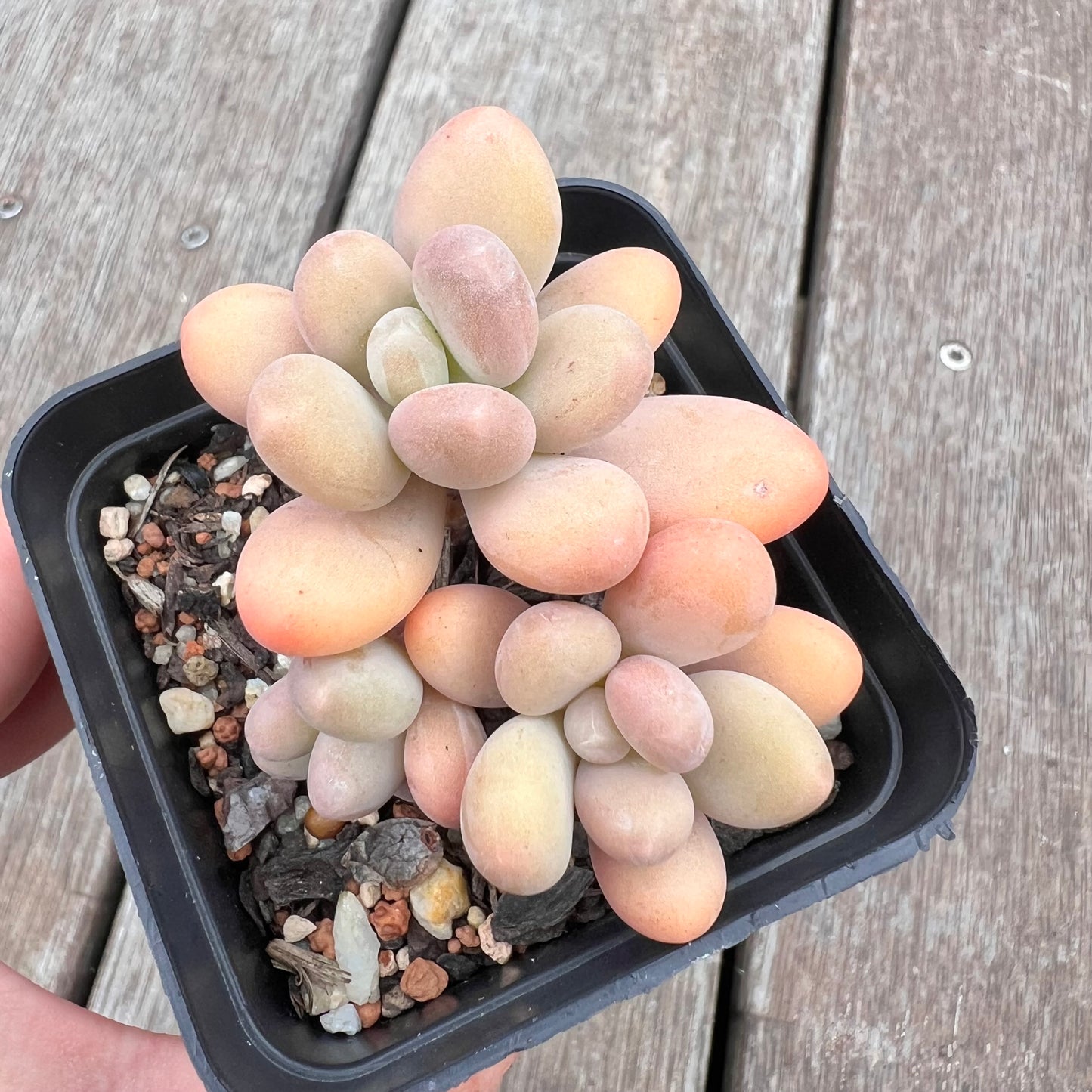 2910 Pachyphytum Garcie