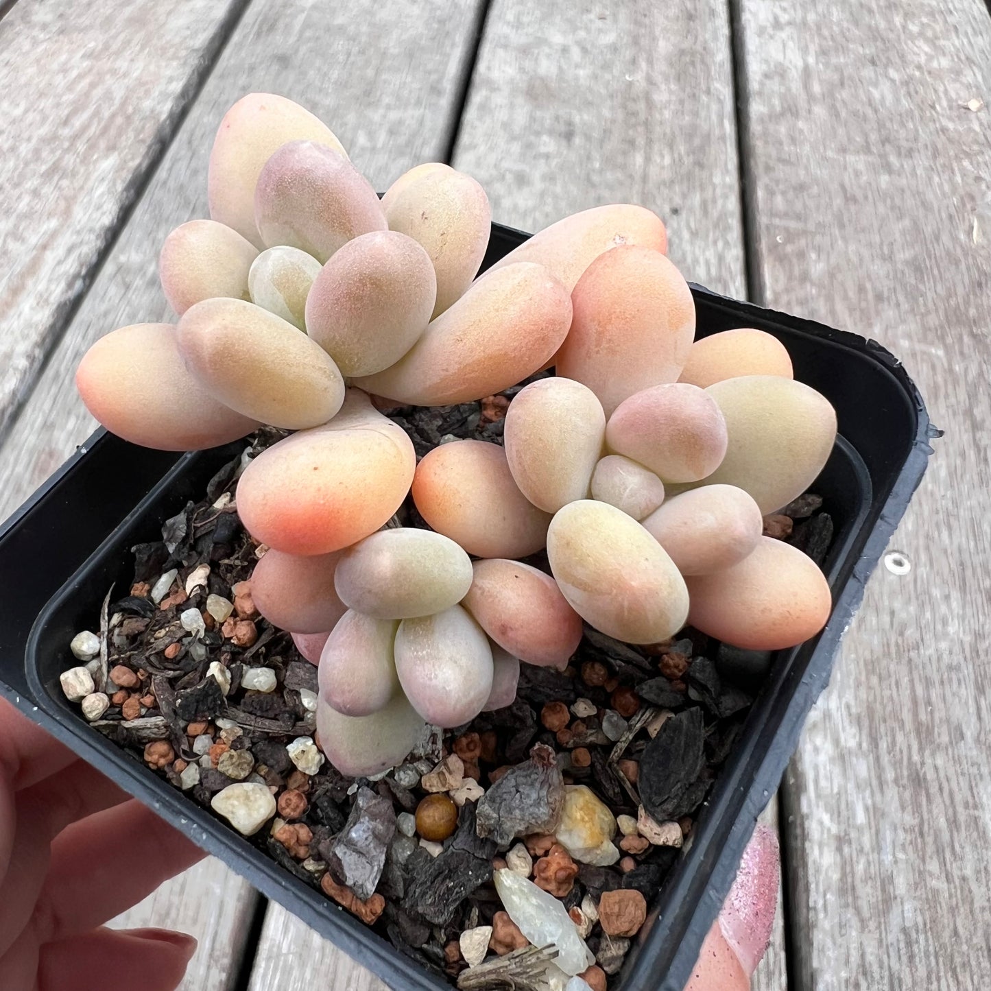 2910 Pachyphytum Garcie