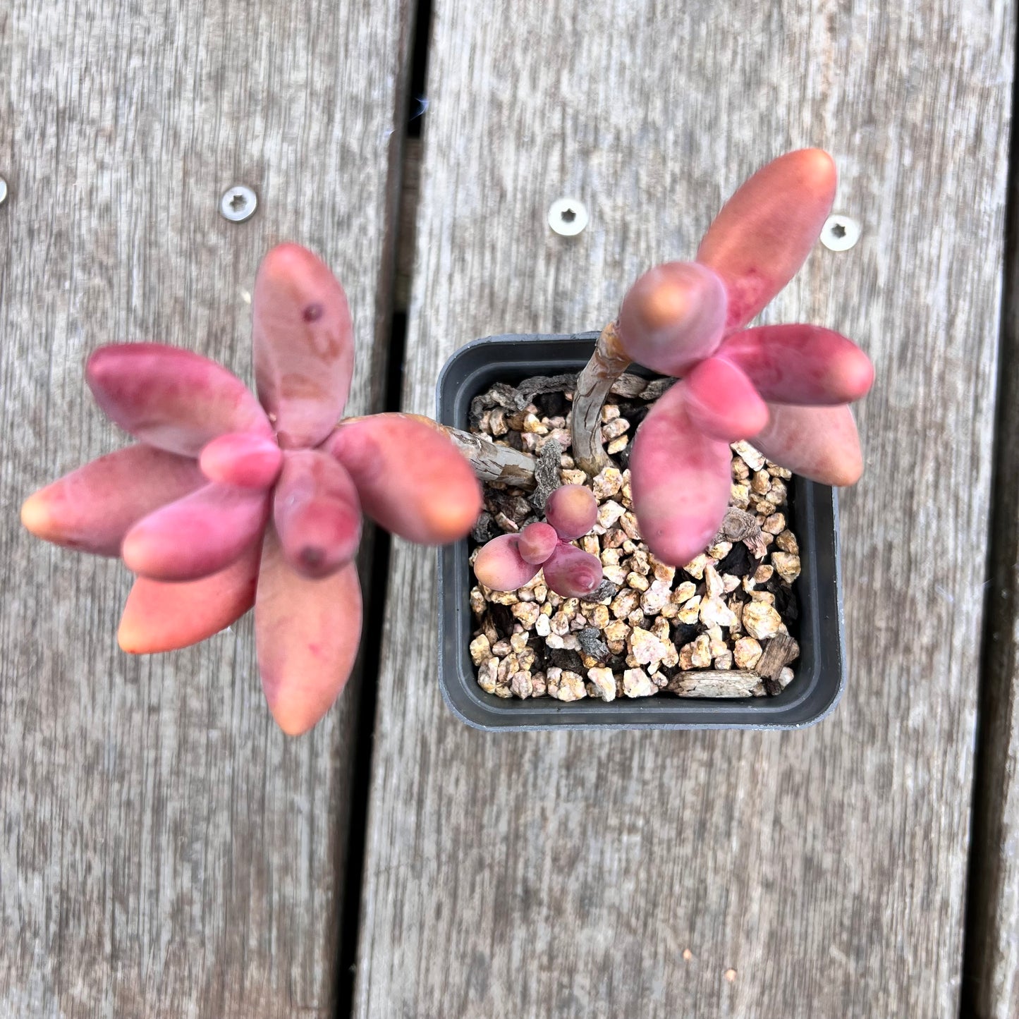 2910 Pachysedum Ganzhou