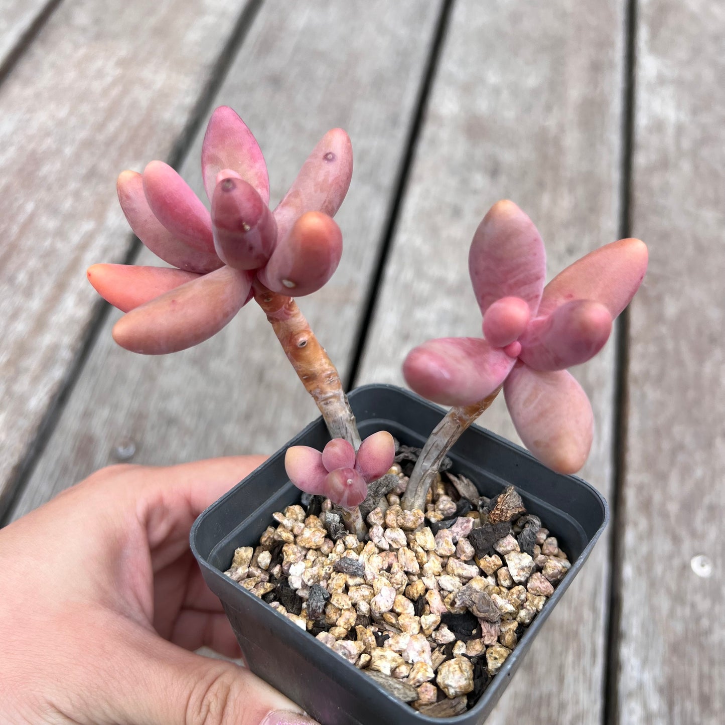 2910 Pachysedum Ganzhou