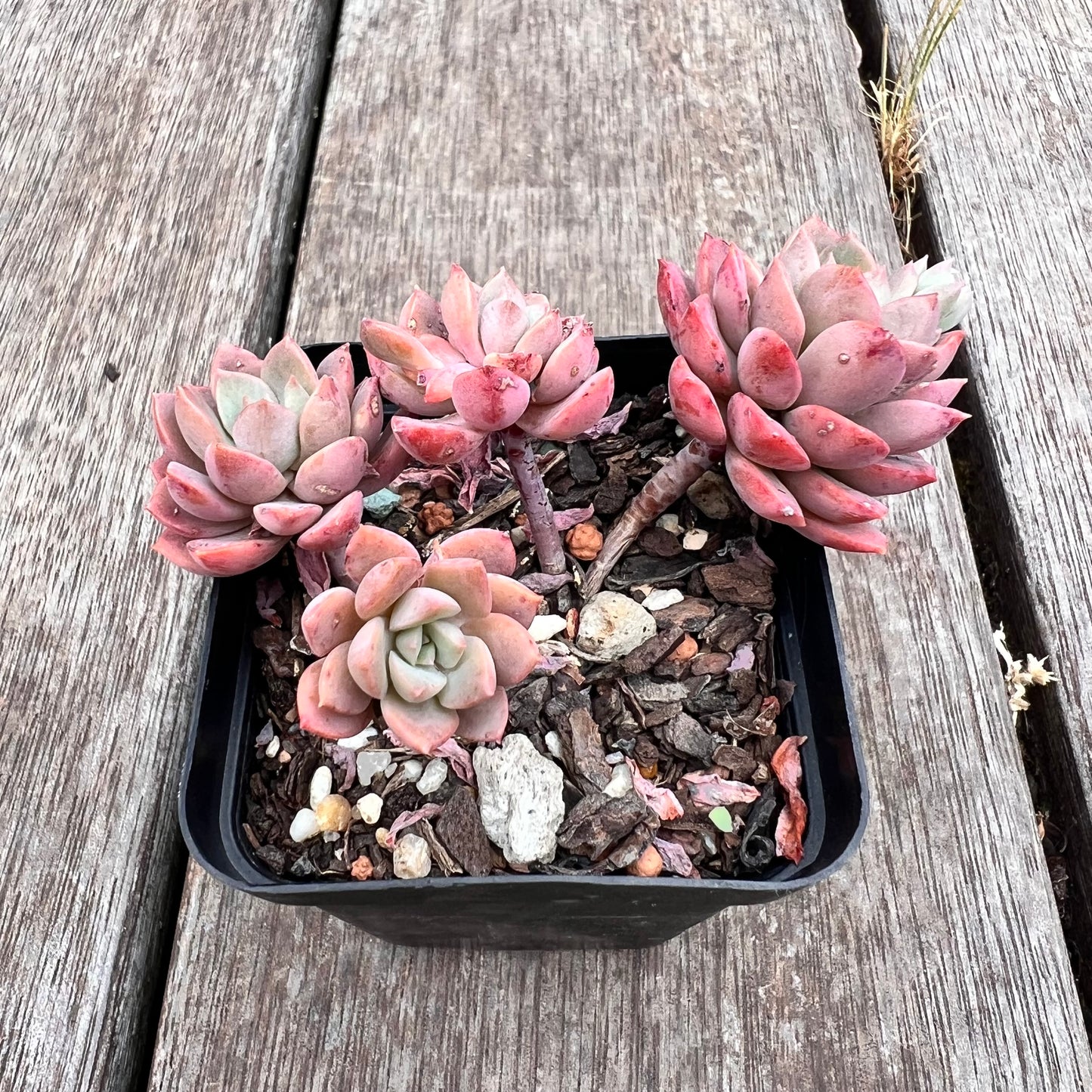 2910 Sedeveria Purple Drop aka Victor