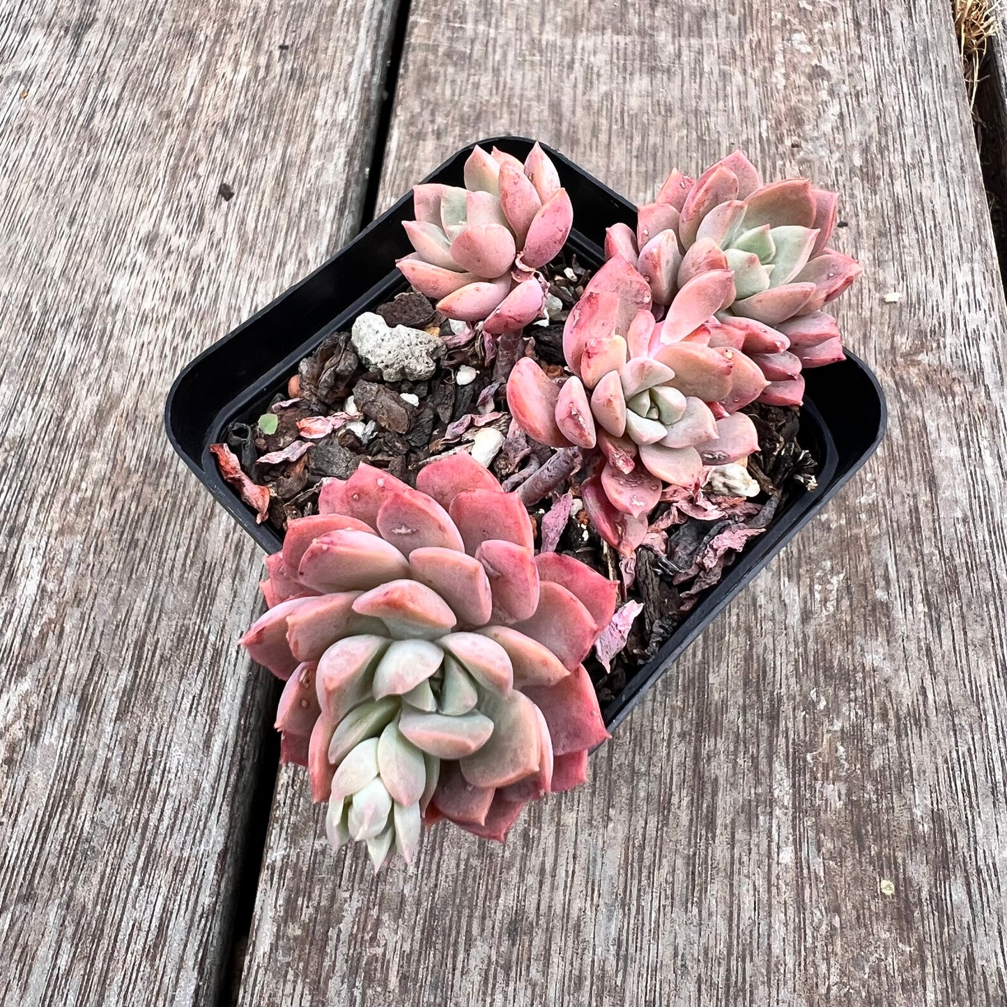 2910 Sedeveria Purple Drop aka Victor