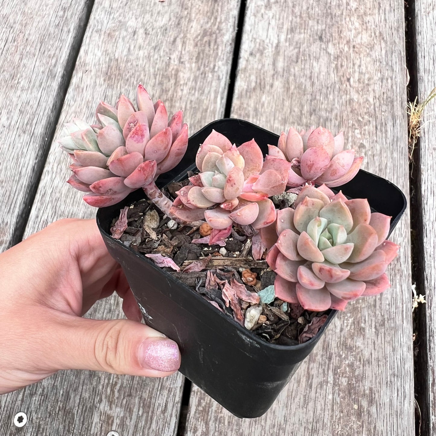 2910 Sedeveria Purple Drop aka Victor