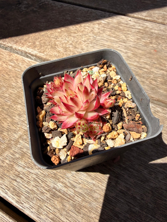 1305 Sempervivum Variegated 'Gold Dust' (with pups)