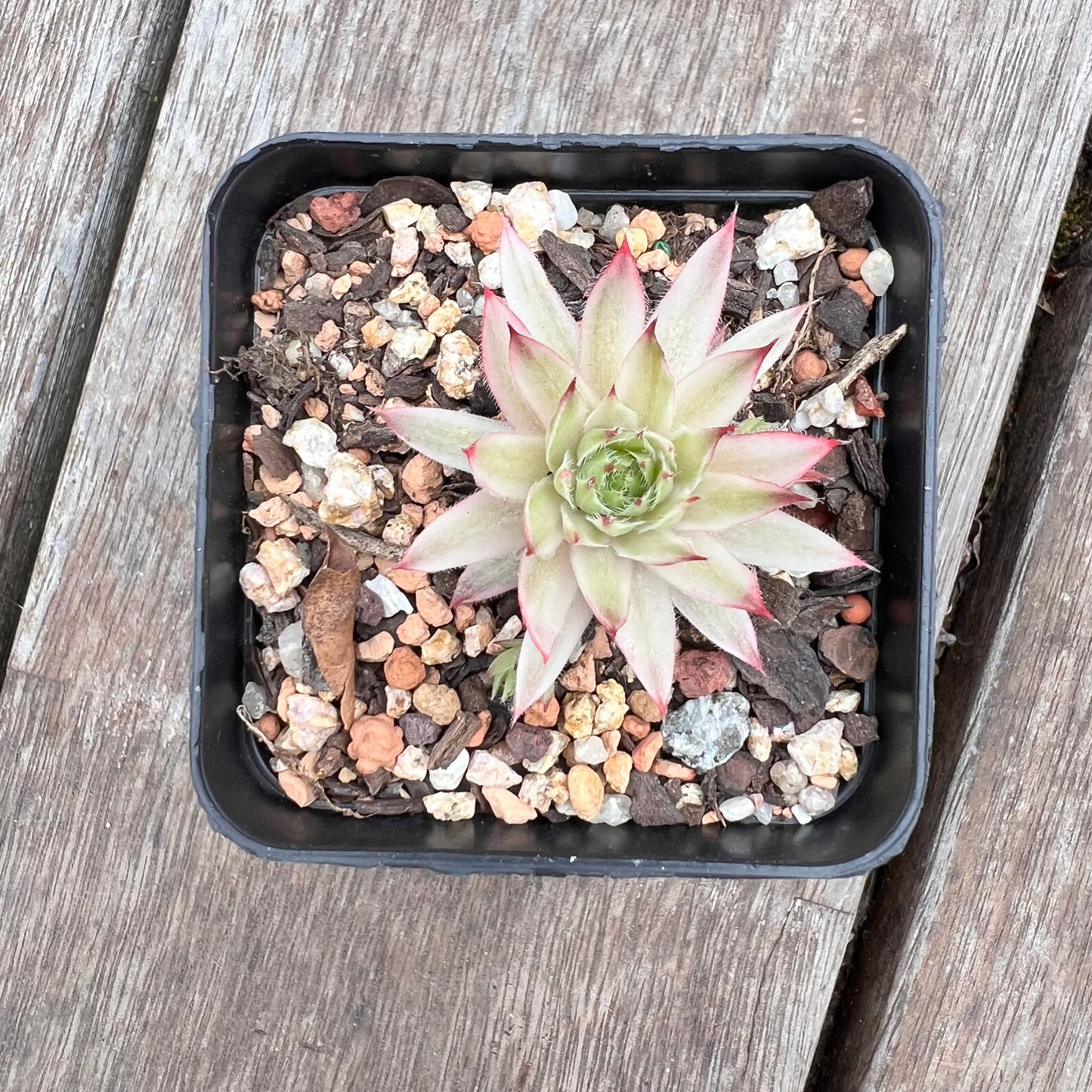 2910 Sempervivum Variegated 'Gold Dust' (with pups)