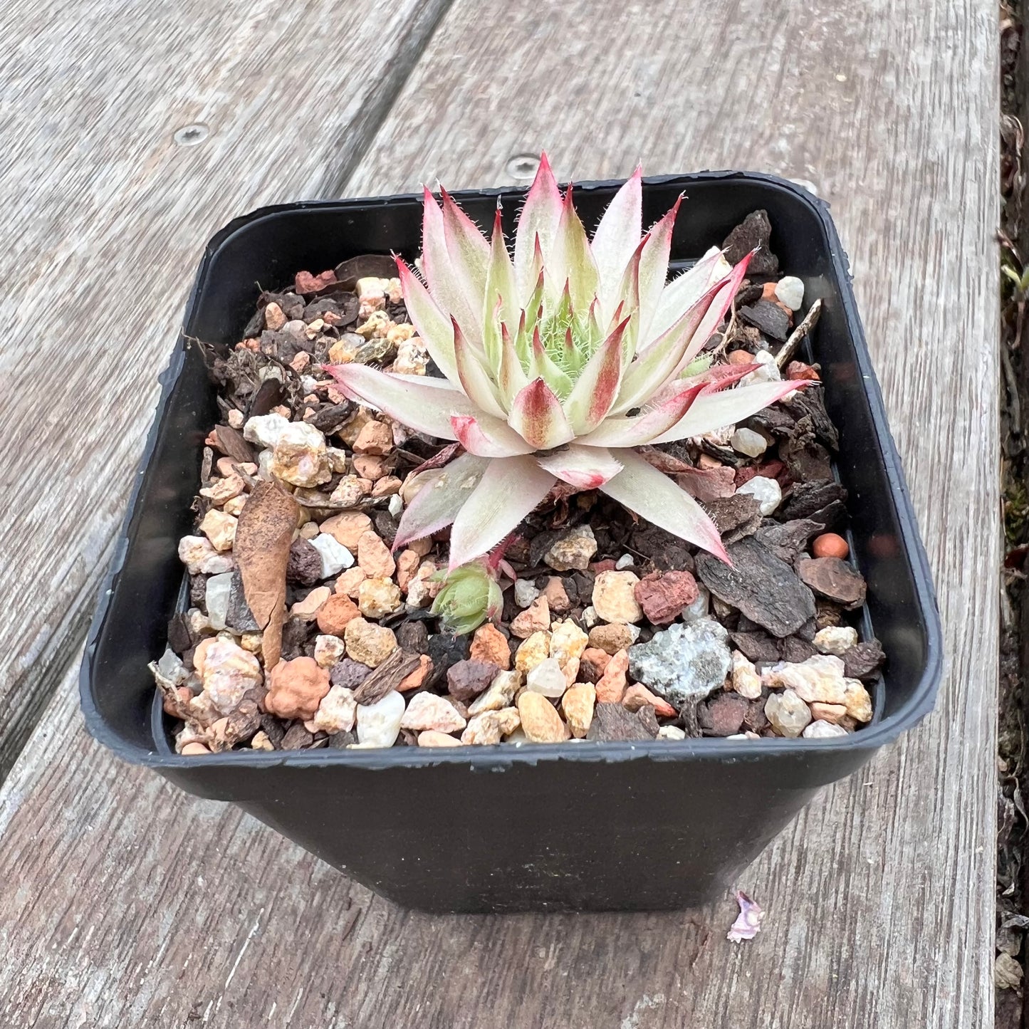 2910 Sempervivum Variegated 'Gold Dust' (with pups)