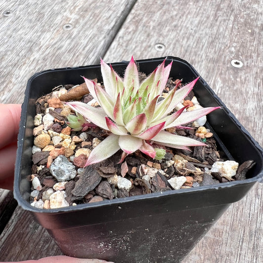 2910 Sempervivum Variegated 'Gold Dust' (with pups)