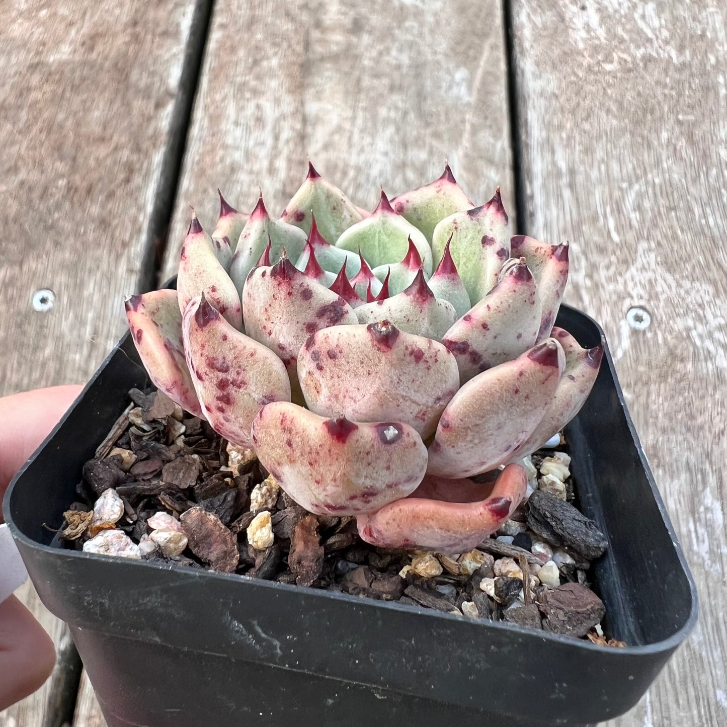 3004 万圣夜东云(乌木x黑爪)