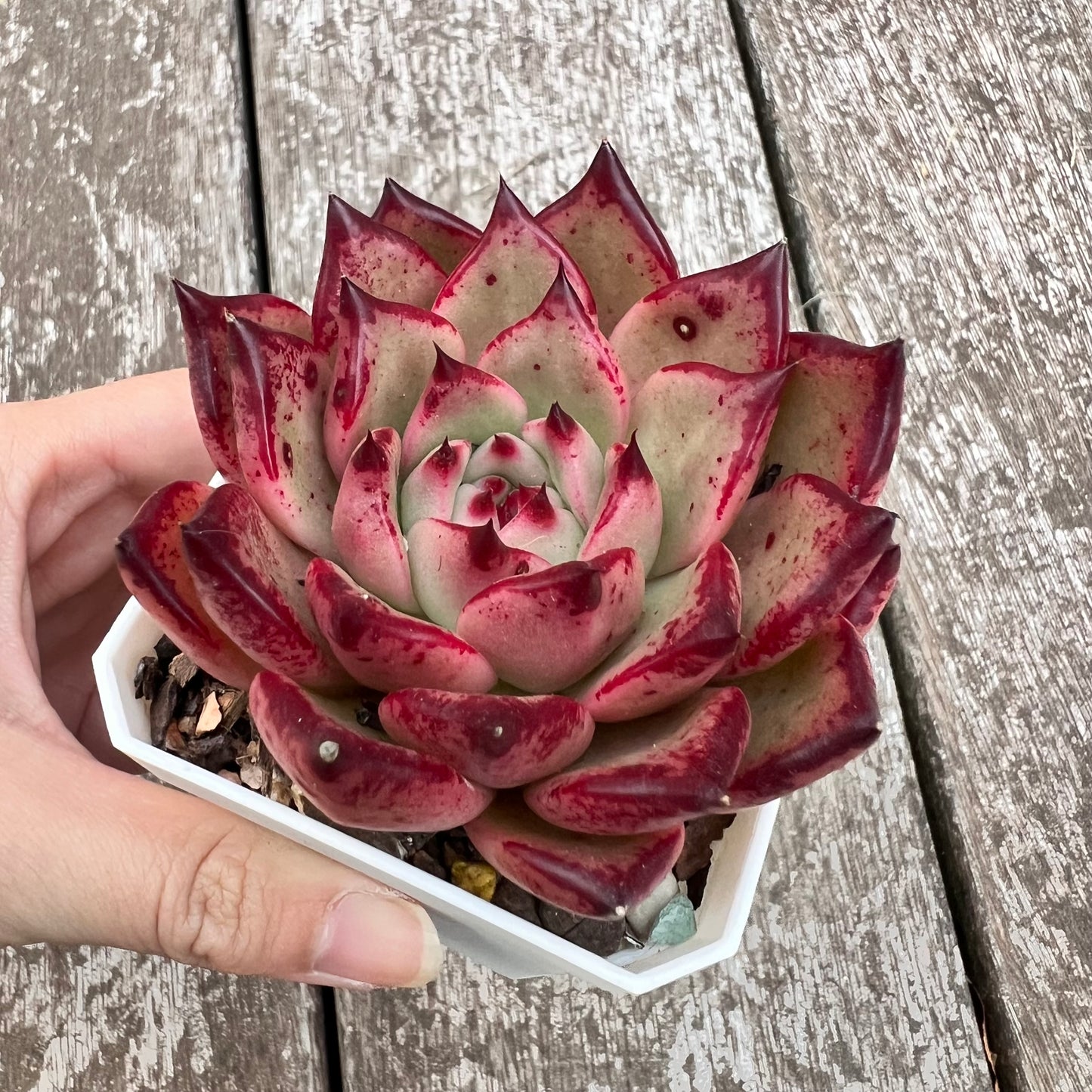 2805 Echeveria Agavoides 'Honey Pink'