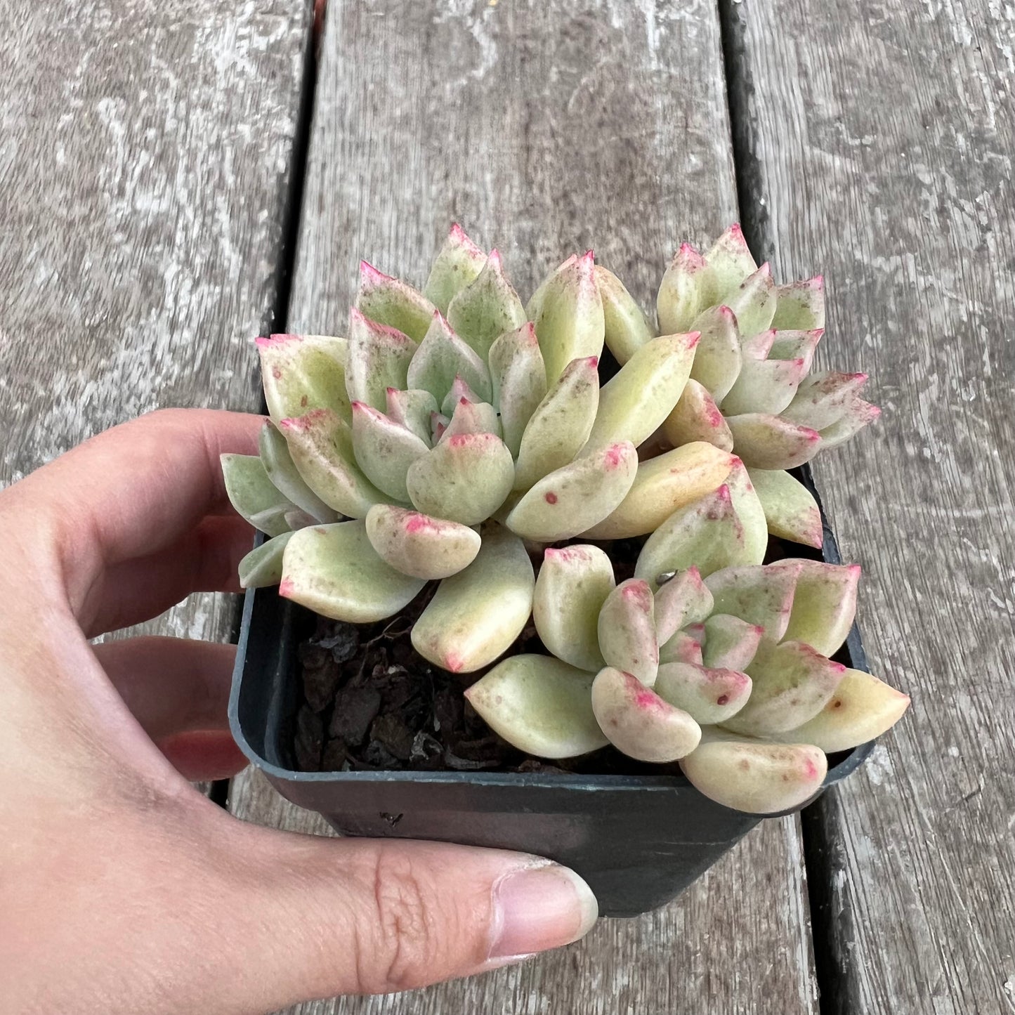 Echeveria Arzee