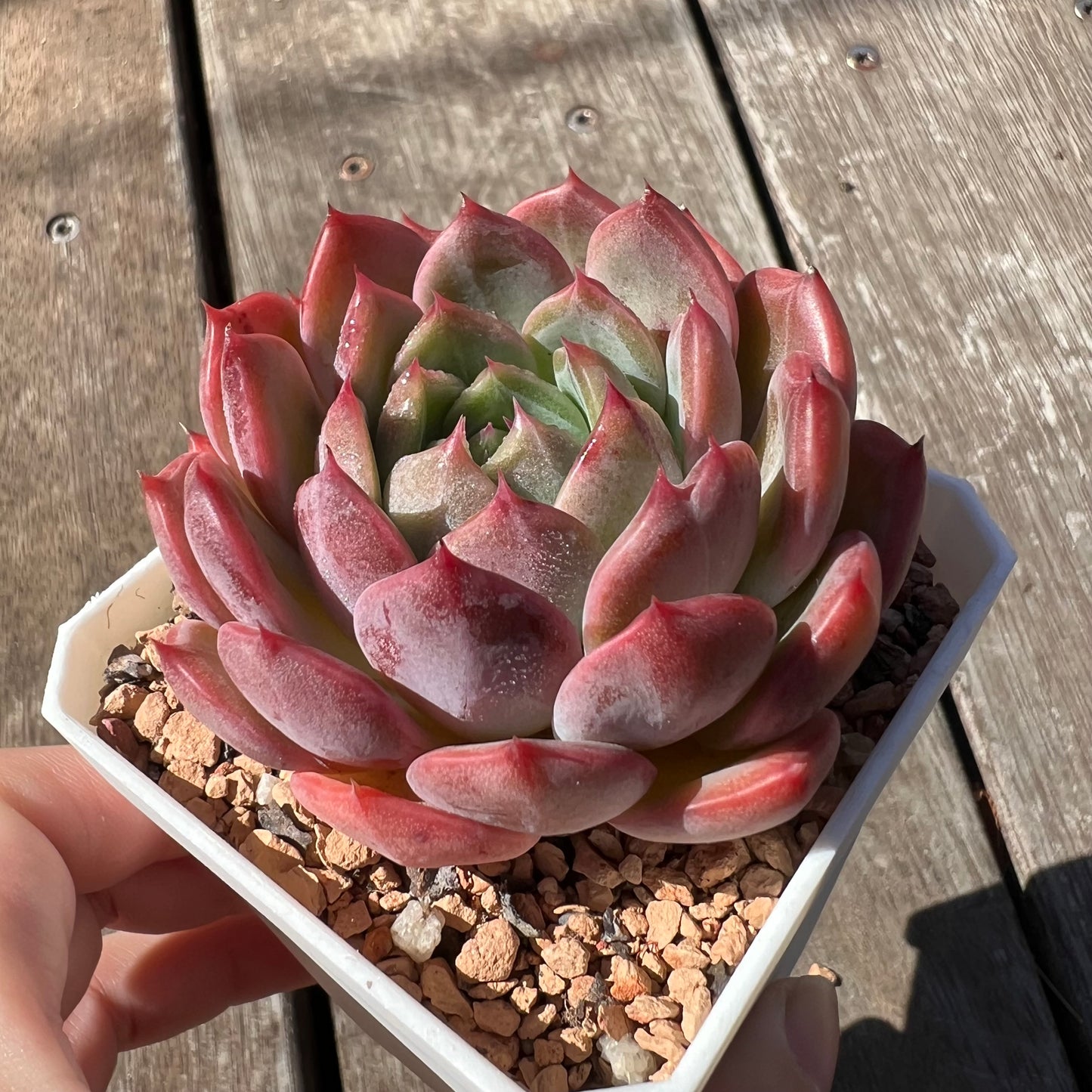 3004 Echeveria Chrome Hearts