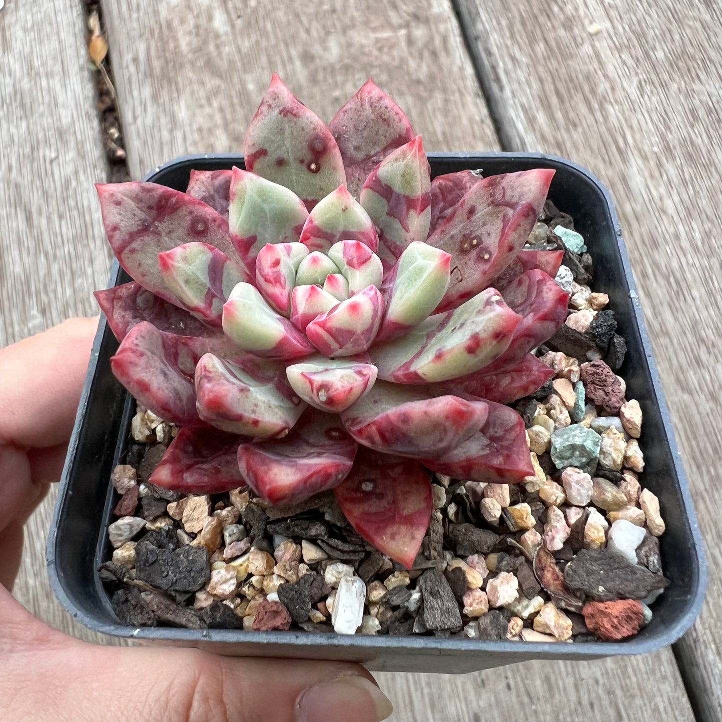3004 Echeveria Jelly Jam